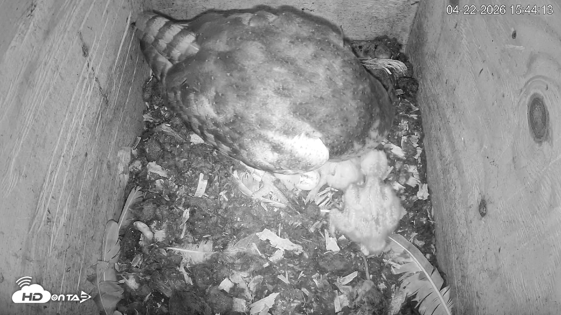 Snapshot of North Carolina Barn Owls Live Cam taken Apr 22, 2026, 3:44pm EDT