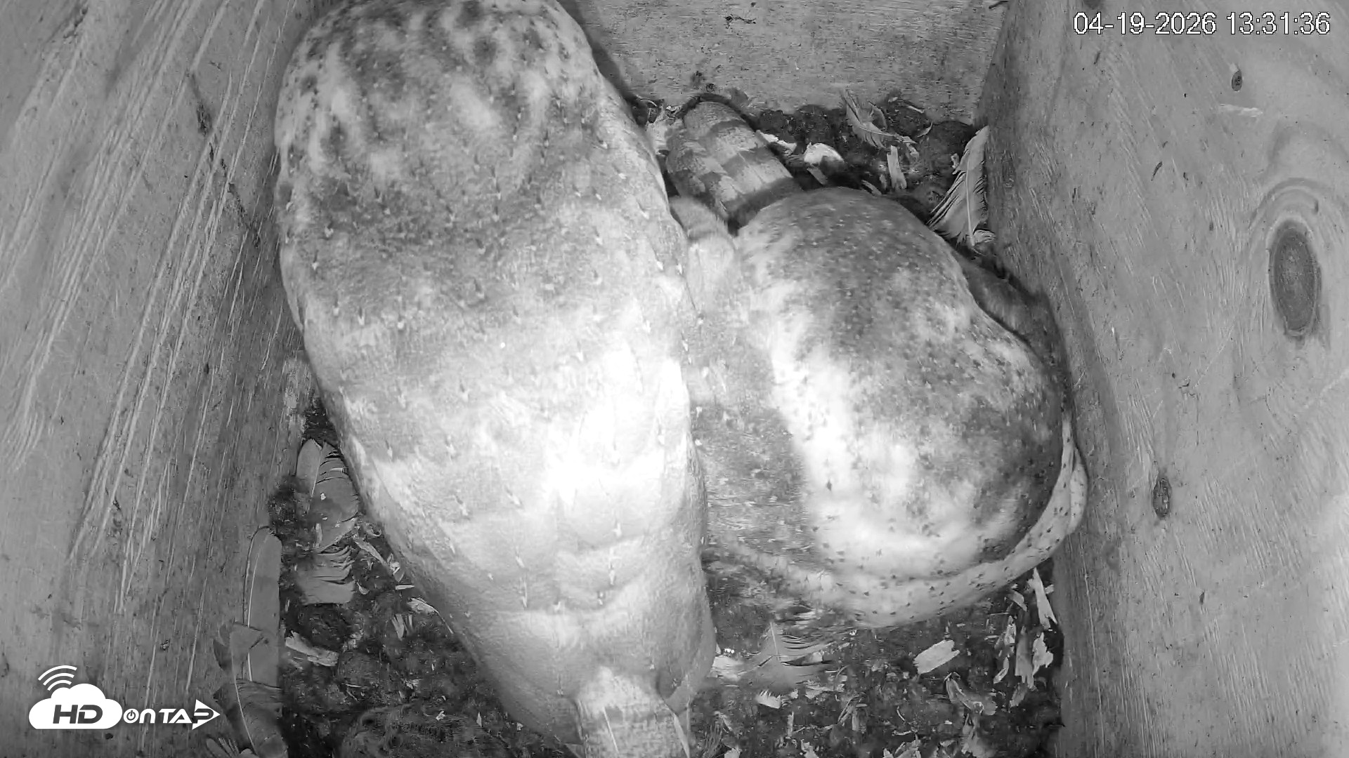 Snapshot of North Carolina Barn Owls Live Cam taken Apr 19, 2026, 1:32pm EDT