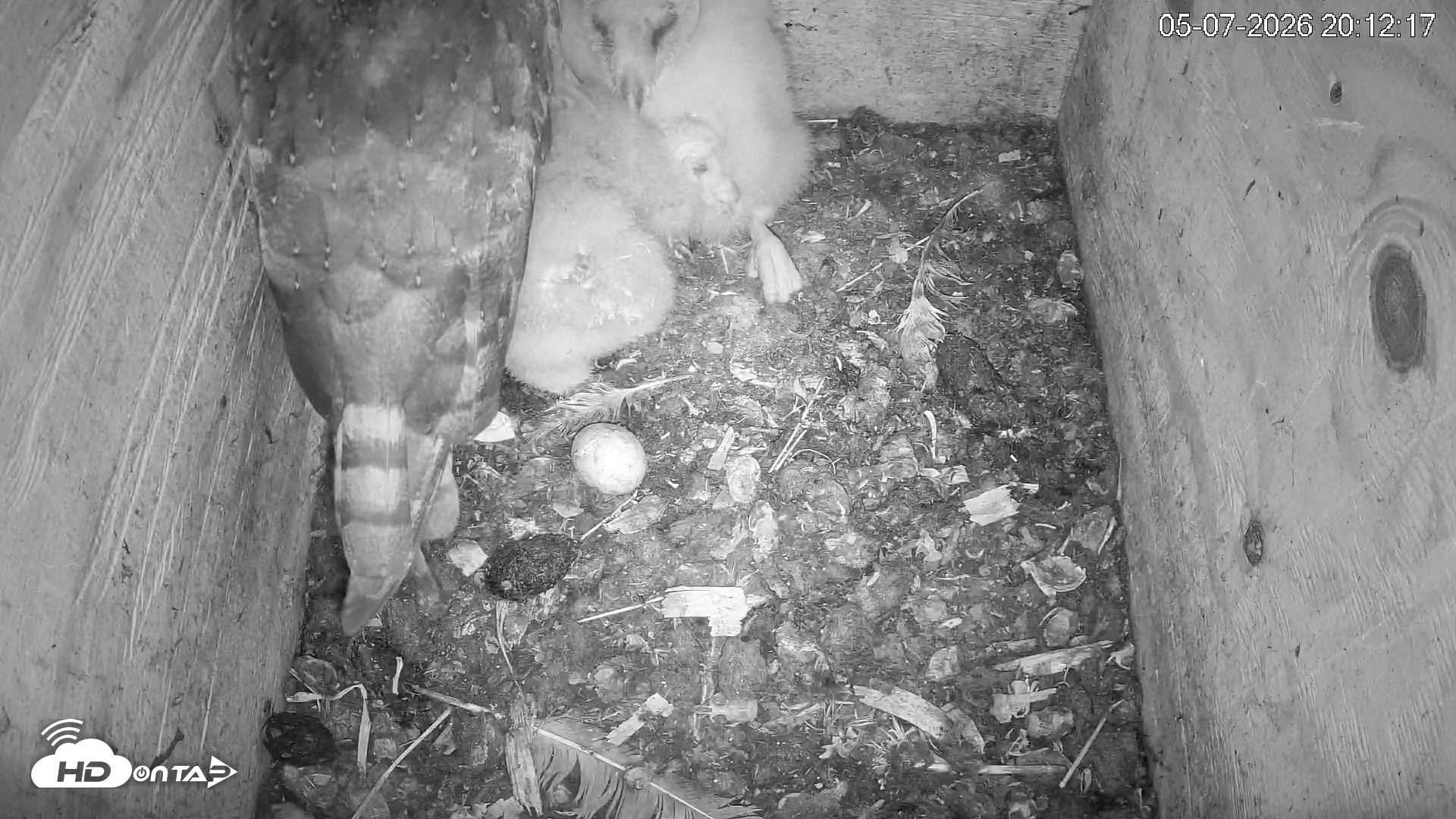 Snapshot of North Carolina Barn Owls Live Cam taken May 7, 2026, 8:13pm EDT