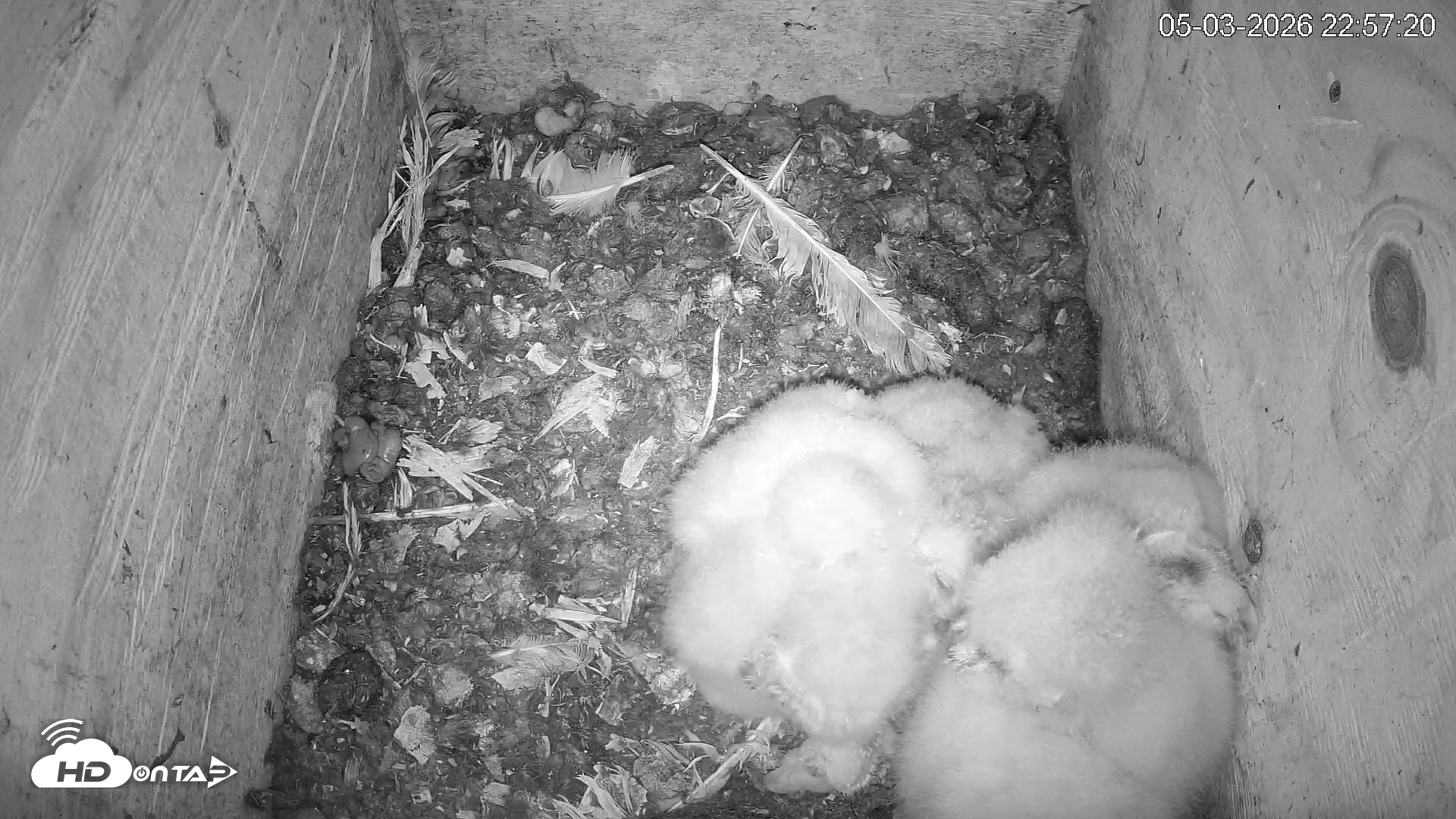 Snapshot of North Carolina Barn Owls Live Cam taken May 3, 2026, 10:58pm EDT