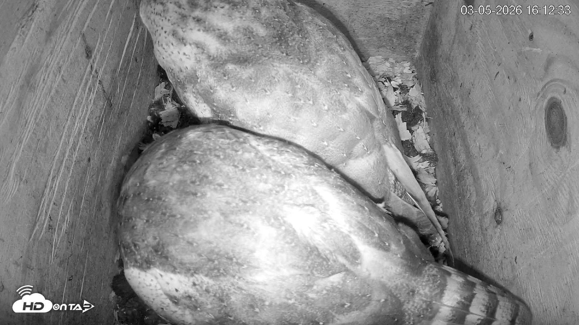 Snapshot of North Carolina Barn Owls Live Cam taken Mar 5, 2026, 4:13pm EST