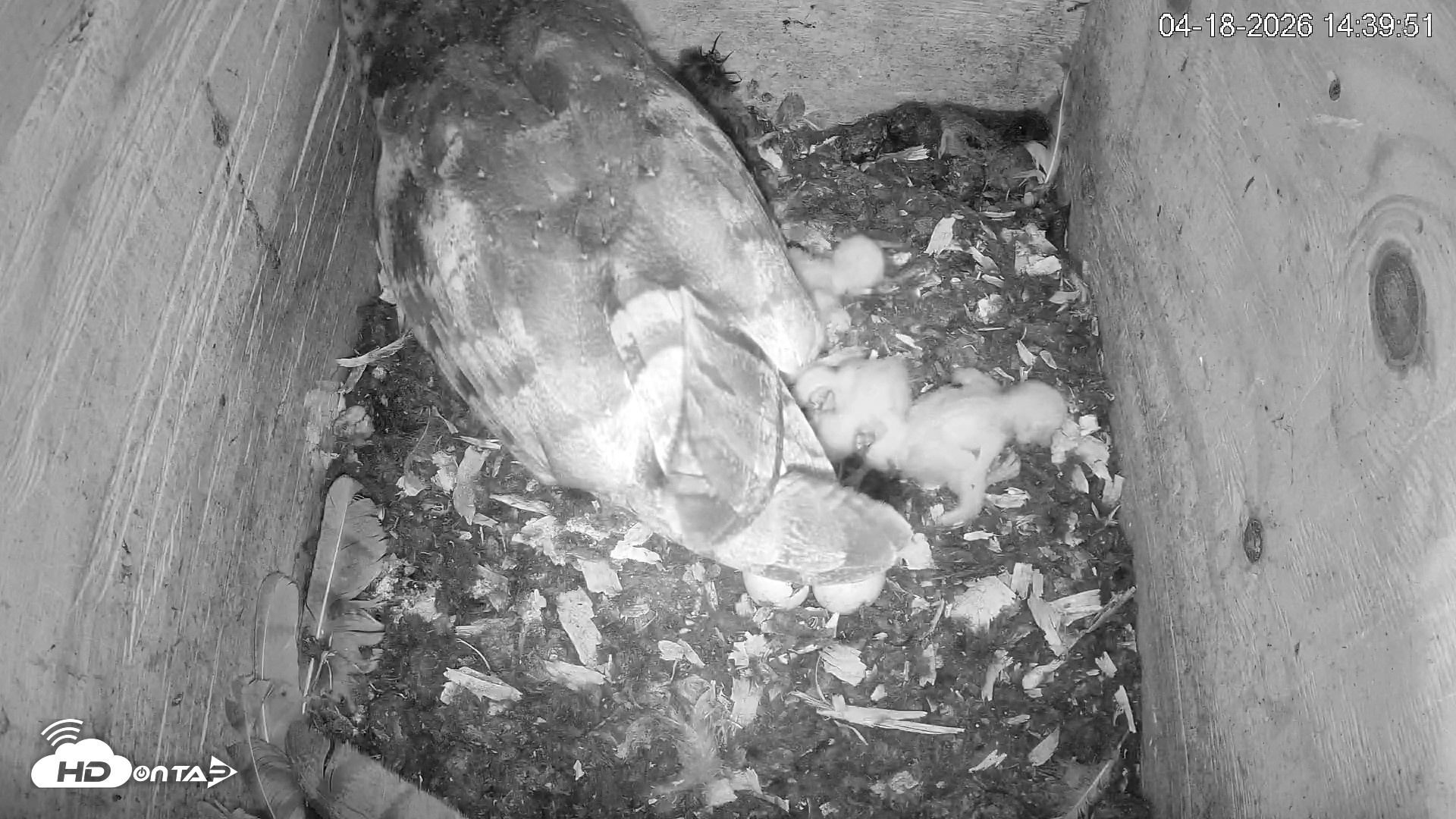 Snapshot of North Carolina Barn Owls Live Cam taken Apr 18, 2026, 2:40pm EDT