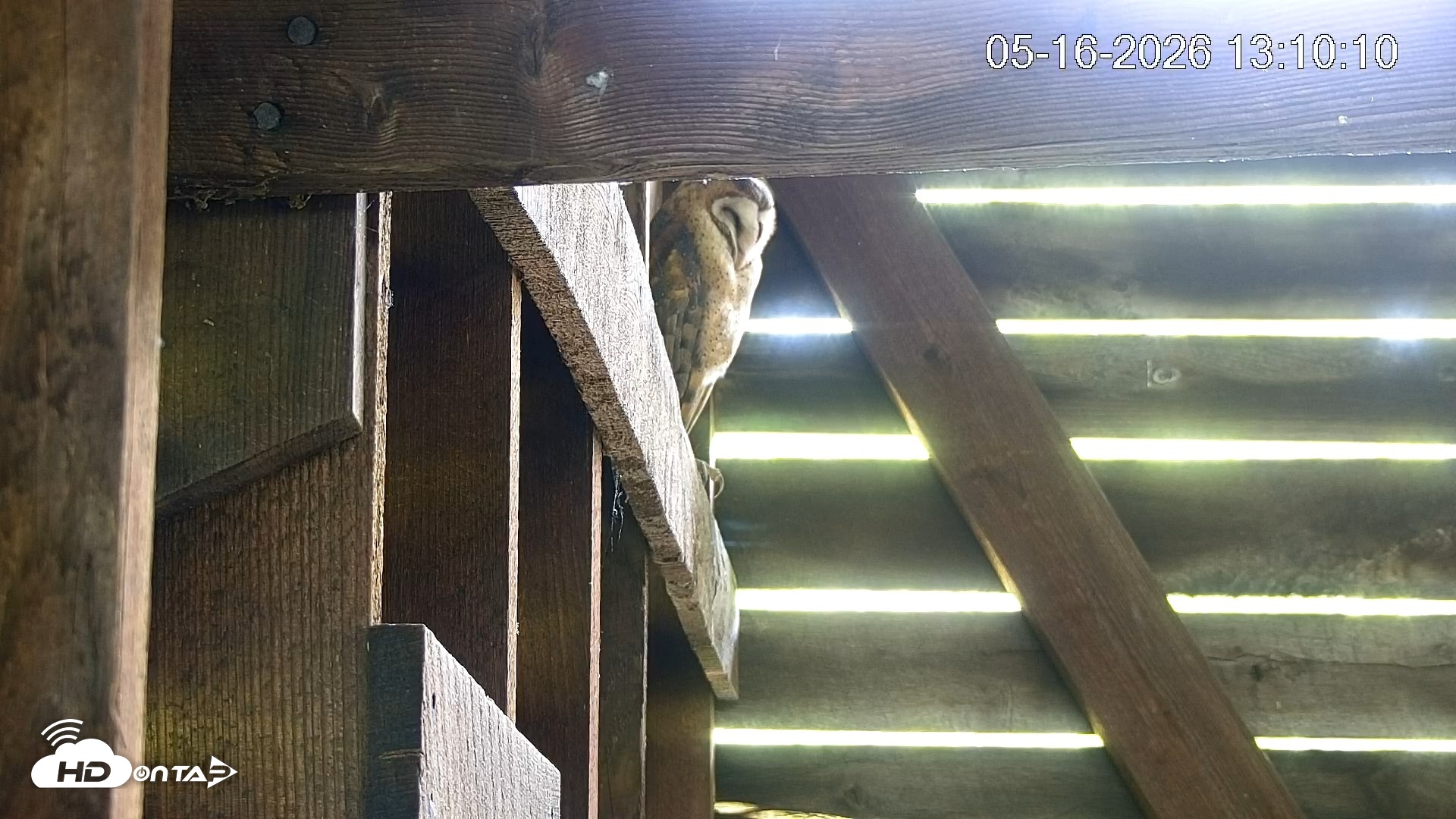 Snapshot of North Carolina Barn Owls Live Cam taken May 16, 2026, 1:11pm EDT