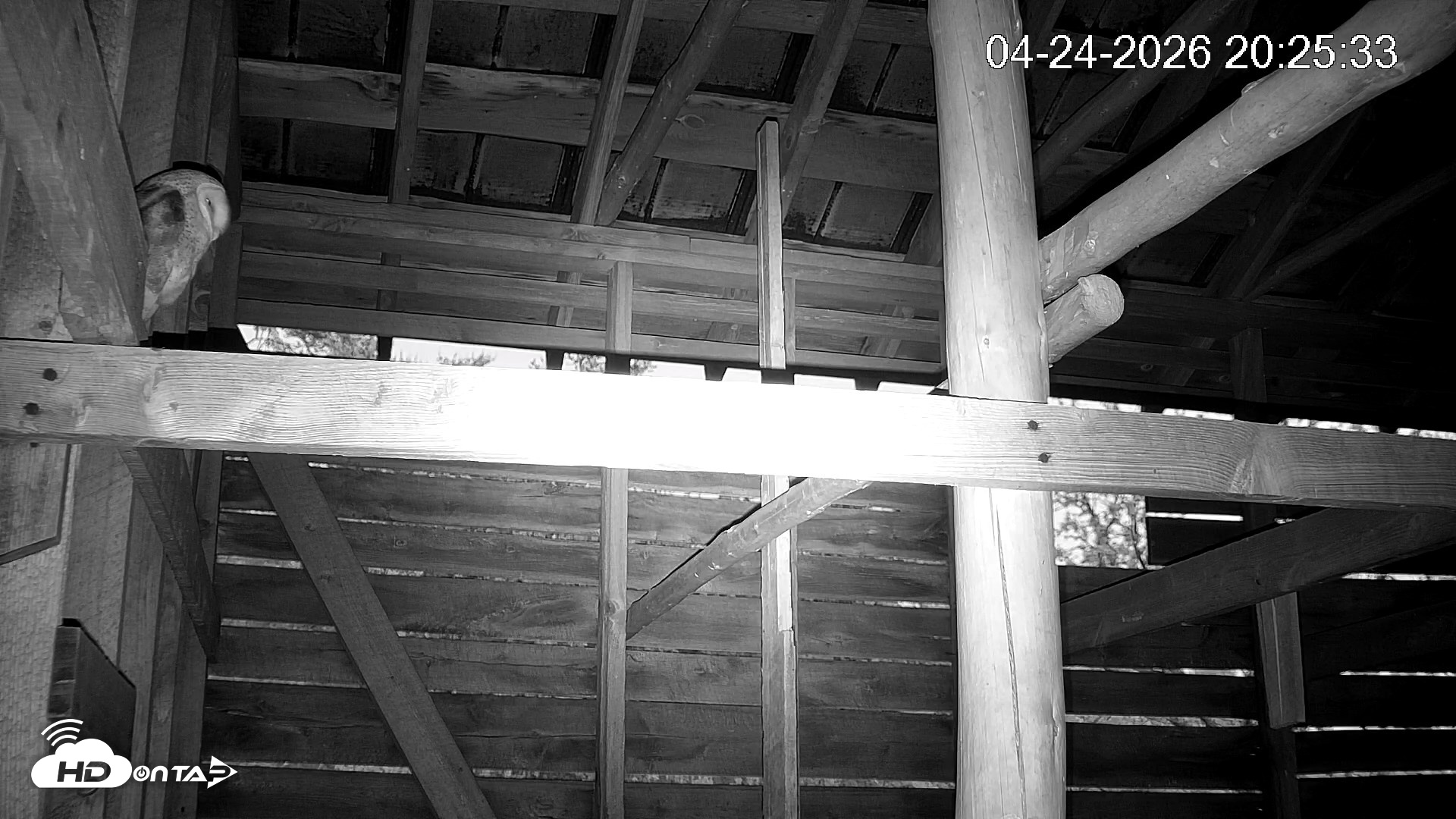 Snapshot of North Carolina Barn Owls Live Cam taken Apr 24, 2026, 8:26pm EDT