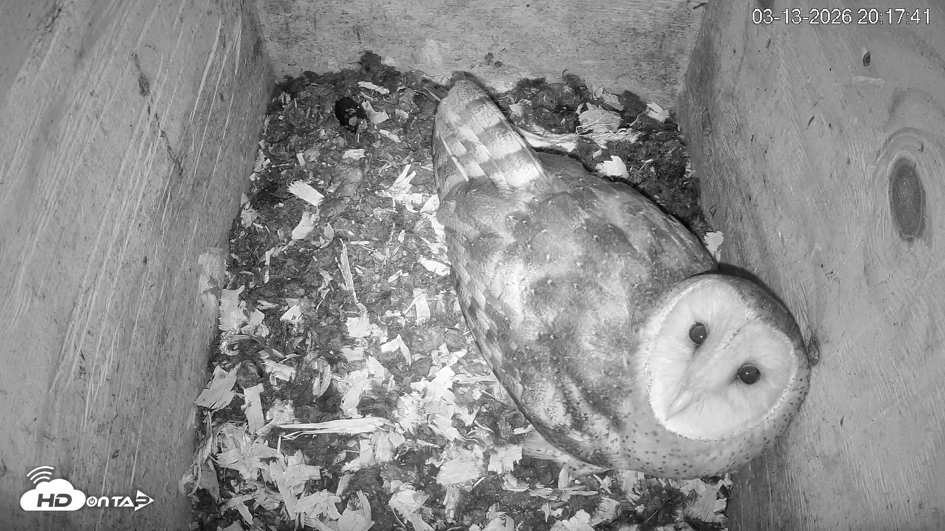 Snapshot of North Carolina Barn Owls Live Cam taken Mar 13, 2026, 8:18pm EDT