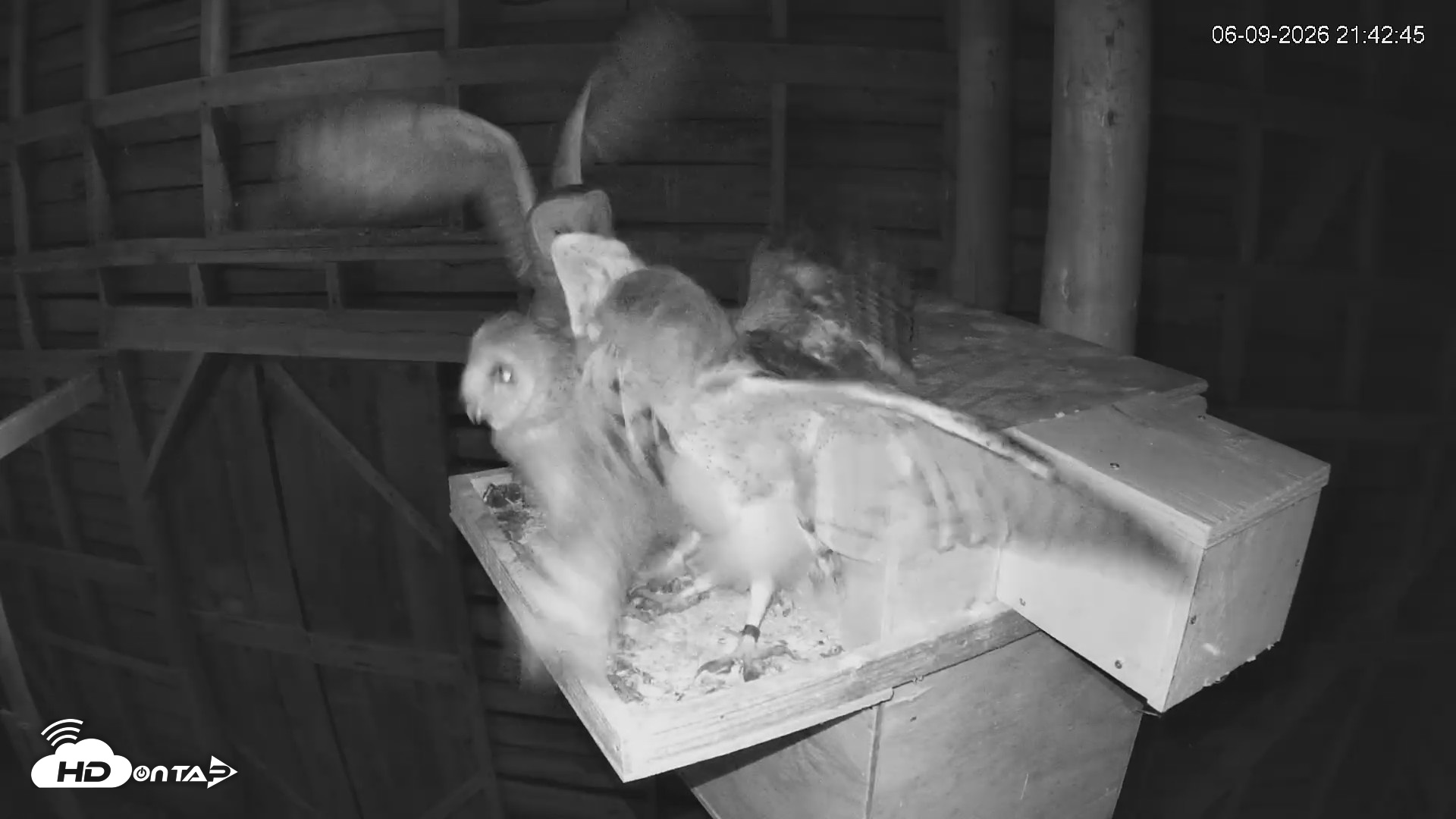 Snapshot of North Carolina Barn Owls Live Cam taken Jun 9, 2026, 9:44pm EDT