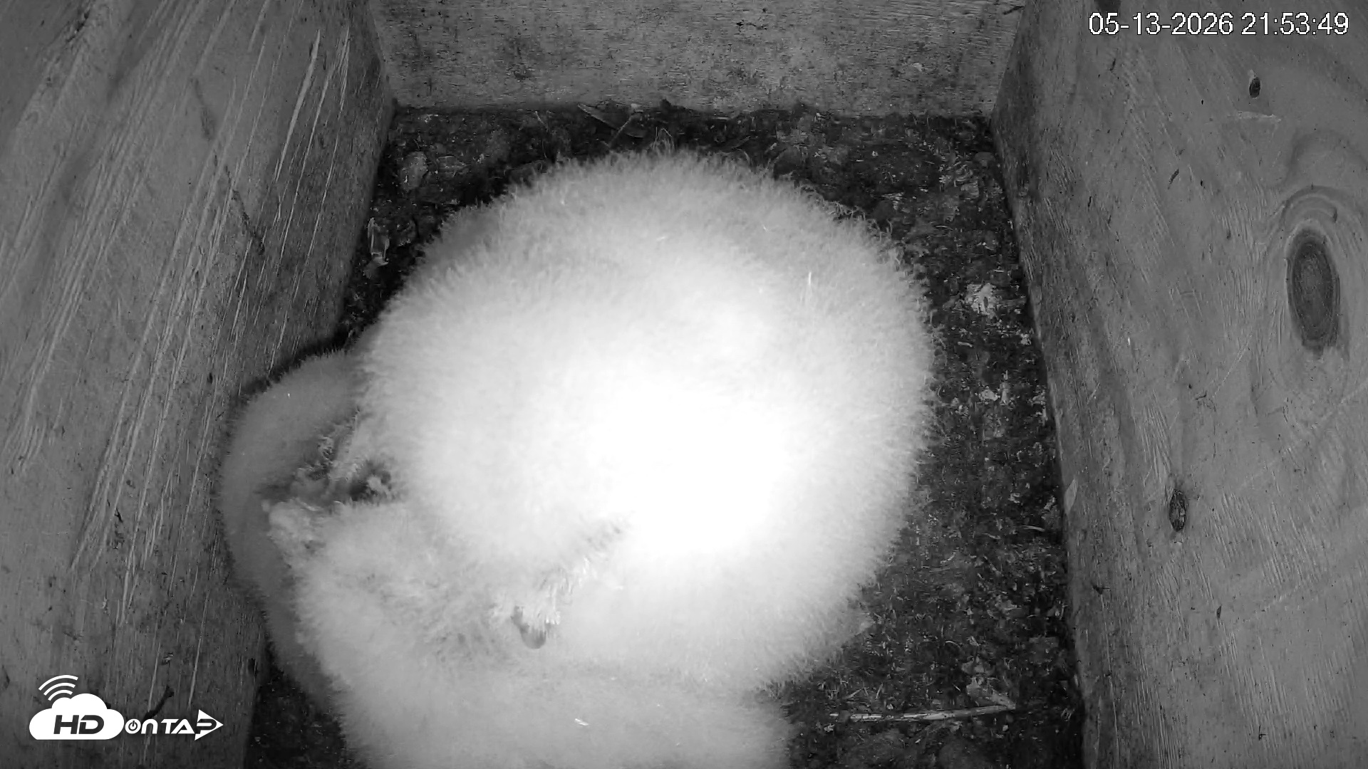 Snapshot of North Carolina Barn Owls Live Cam taken May 13, 2026, 9:54pm EDT