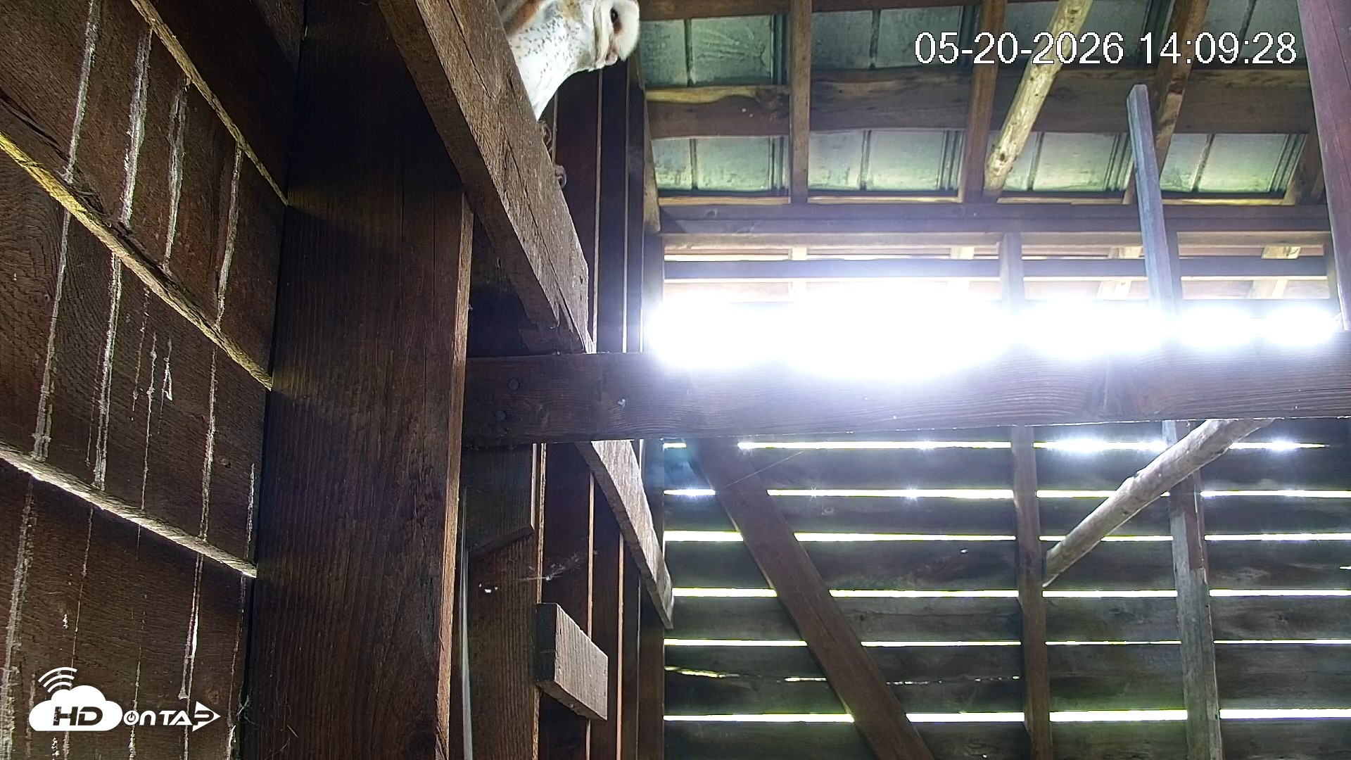 Snapshot of North Carolina Barn Owls Live Cam taken May 20, 2026, 2:10pm EDT