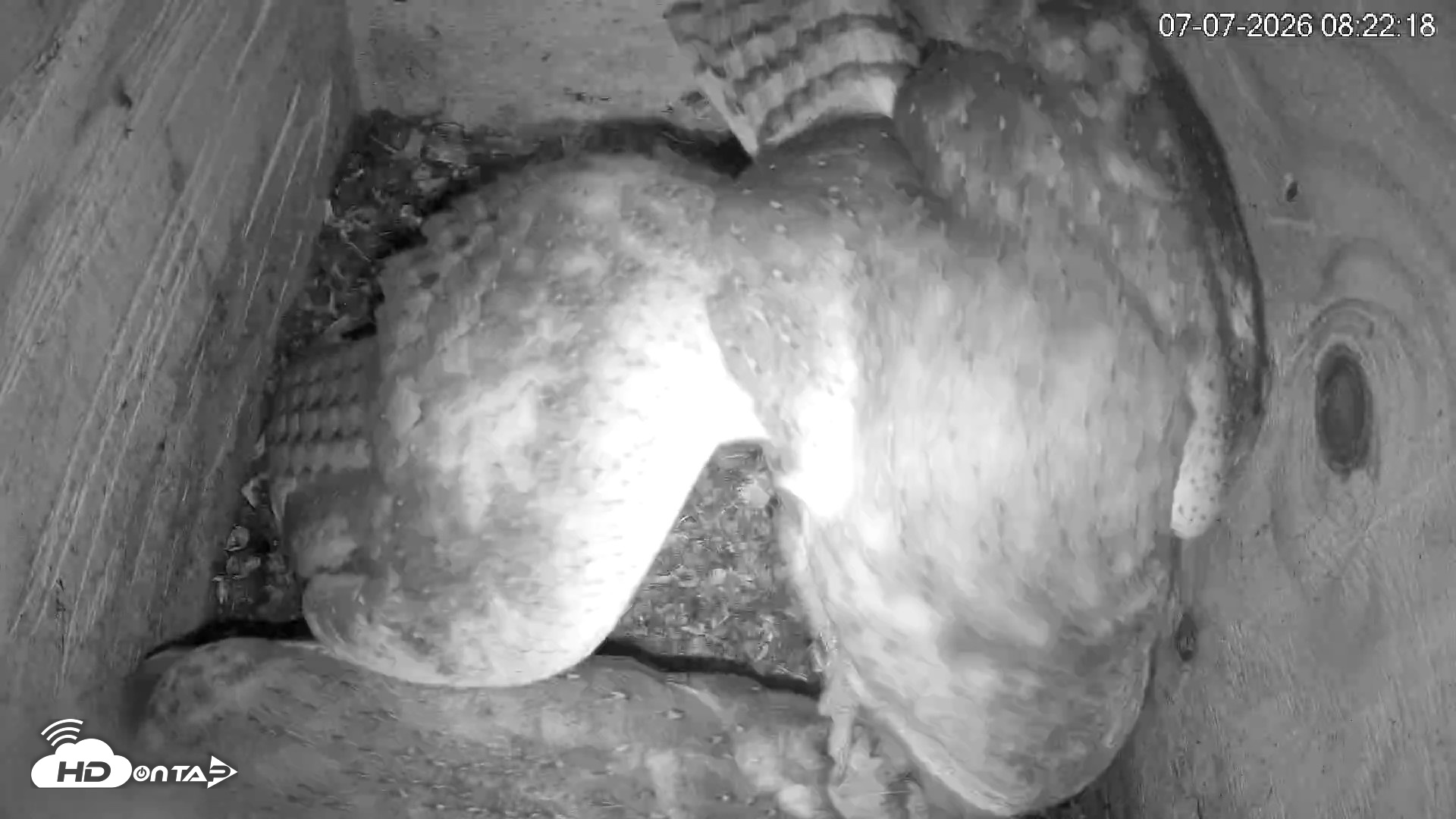 Snapshot of North Carolina Barn Owls Live Cam taken Jul 7, 2026, 8:23am EDT