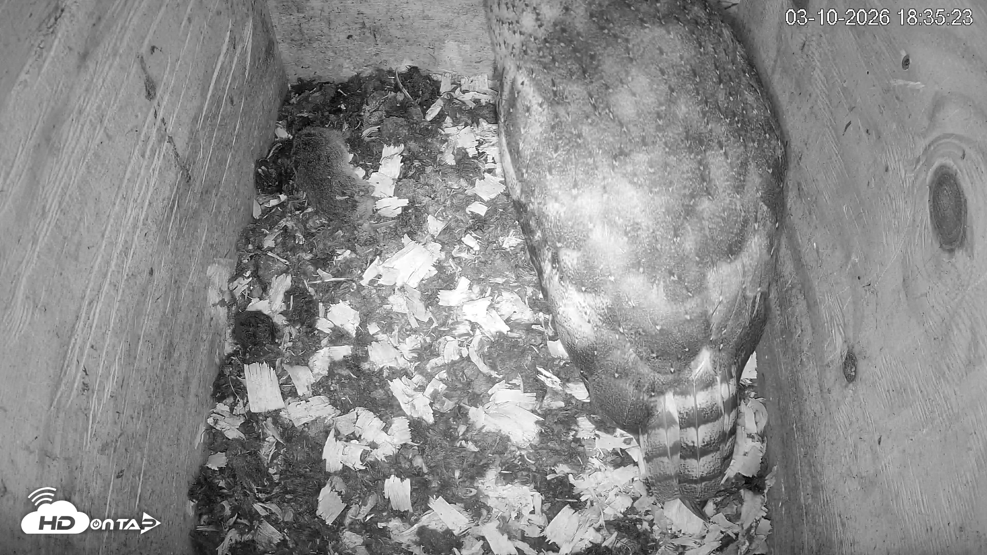 Snapshot of North Carolina Barn Owls Live Cam taken Mar 10, 2026, 6:36pm EDT