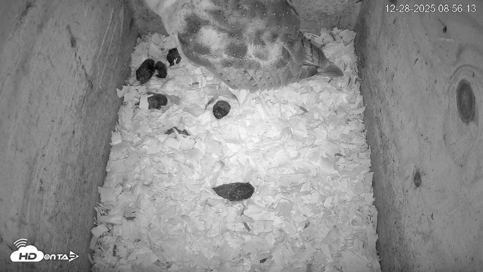 Snapshot of North Carolina Barn Owls Live Cam taken Dec 28, 2025, 8:56am EST