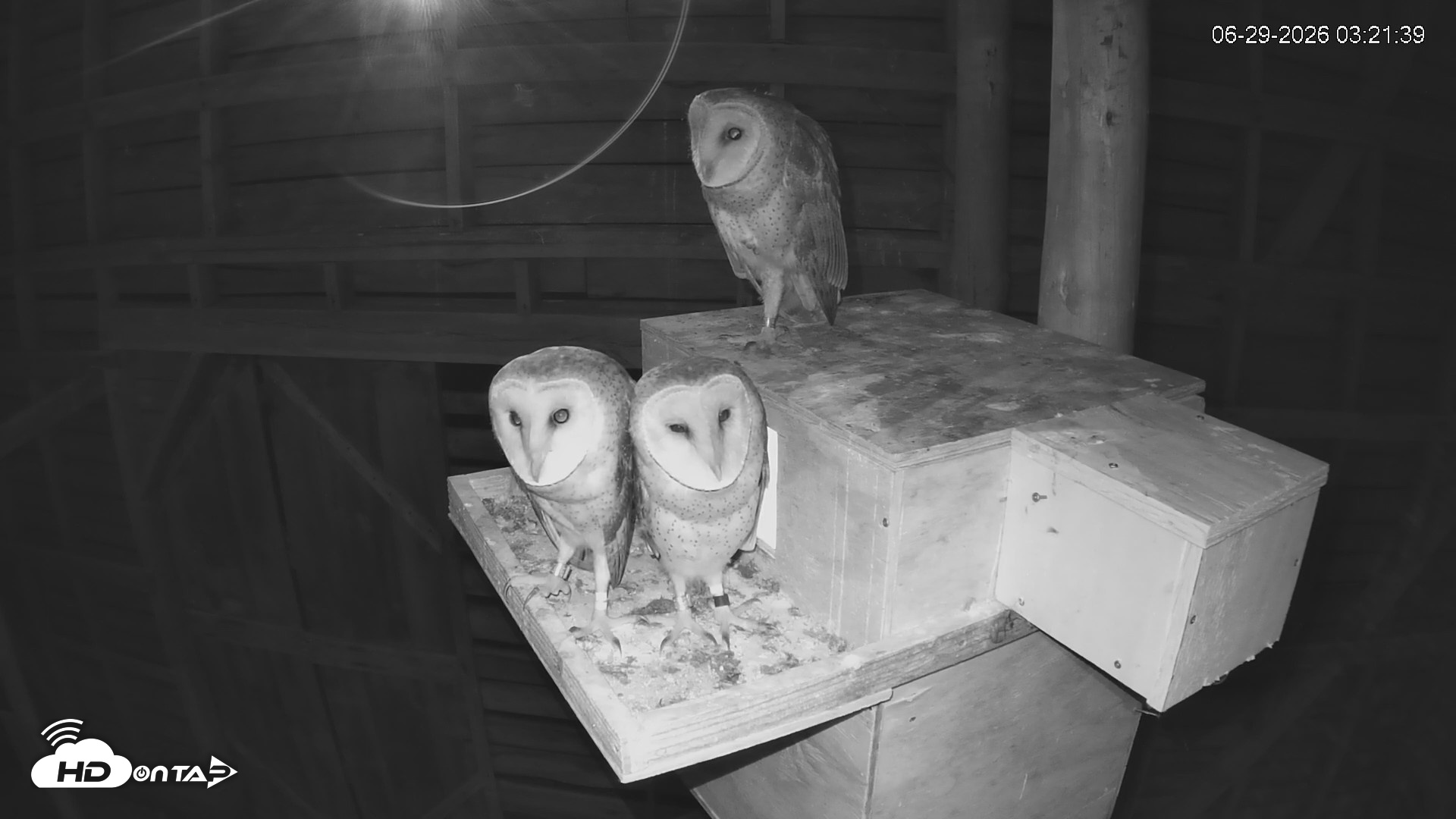 Snapshot of North Carolina Barn Owls Live Cam taken Jun 29, 2026, 3:23am EDT
