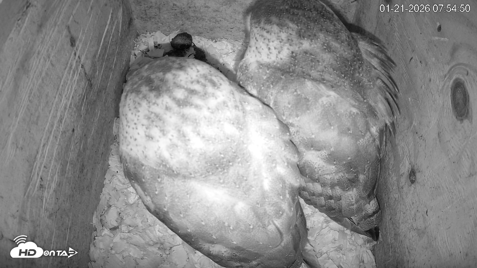 Snapshot of North Carolina Barn Owls Live Cam taken Jan 21, 2026, 7:55am EST