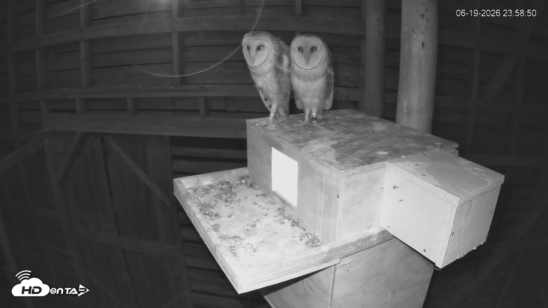 Snapshot of North Carolina Barn Owls Live Cam taken Jun 19, 2026, 11:59pm EDT