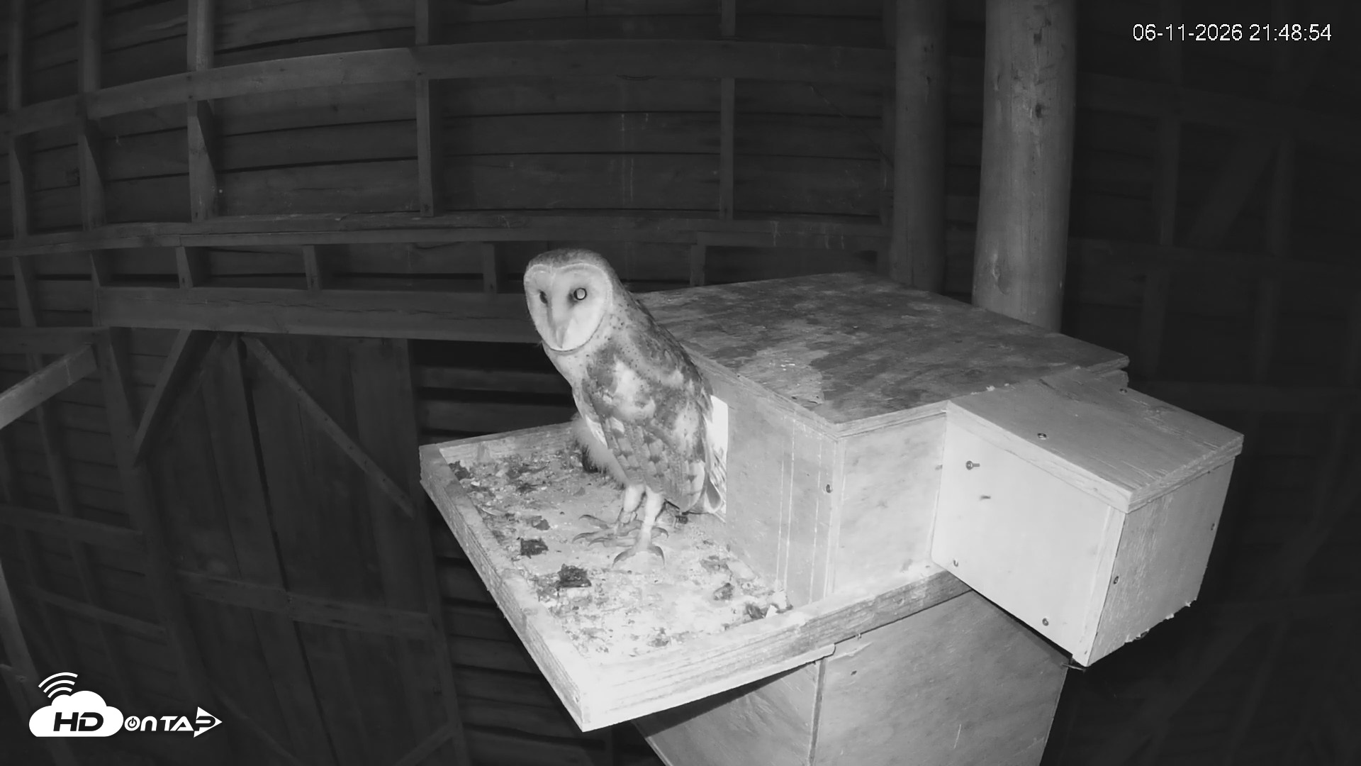 Snapshot of North Carolina Barn Owls Live Cam taken Jun 11, 2026, 9:51pm EDT