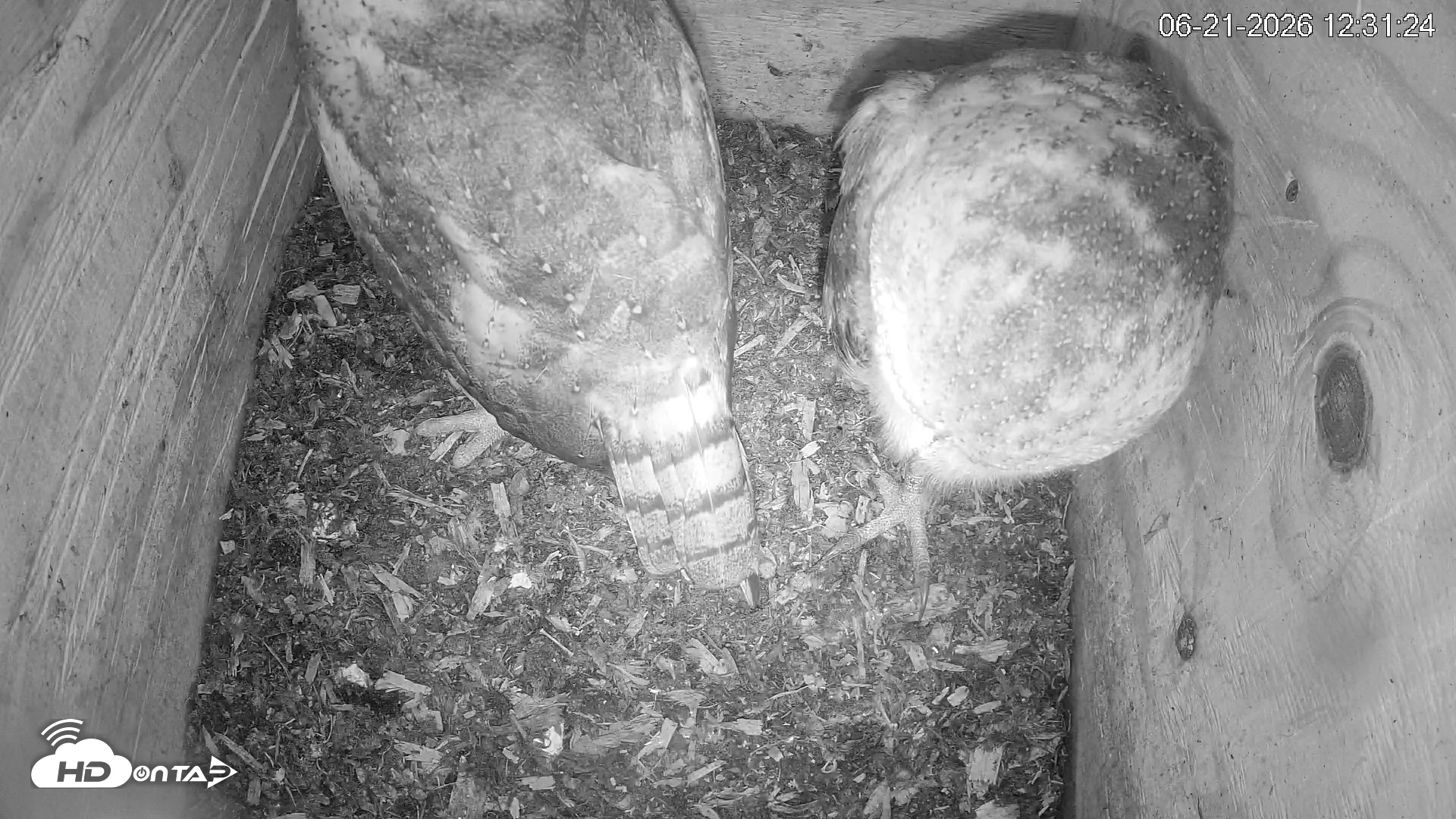 Snapshot of North Carolina Barn Owls Live Cam taken Jun 21, 2026, 12:32pm EDT