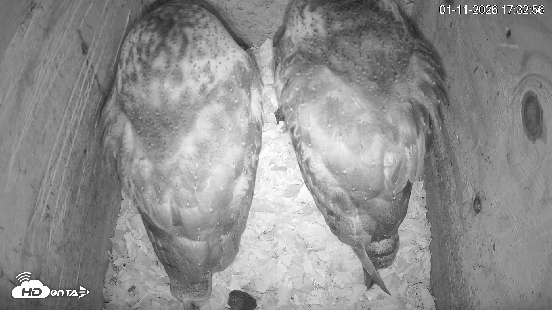 Snapshot of North Carolina Barn Owls Live Cam taken Jan 11, 2026, 5:33pm EST