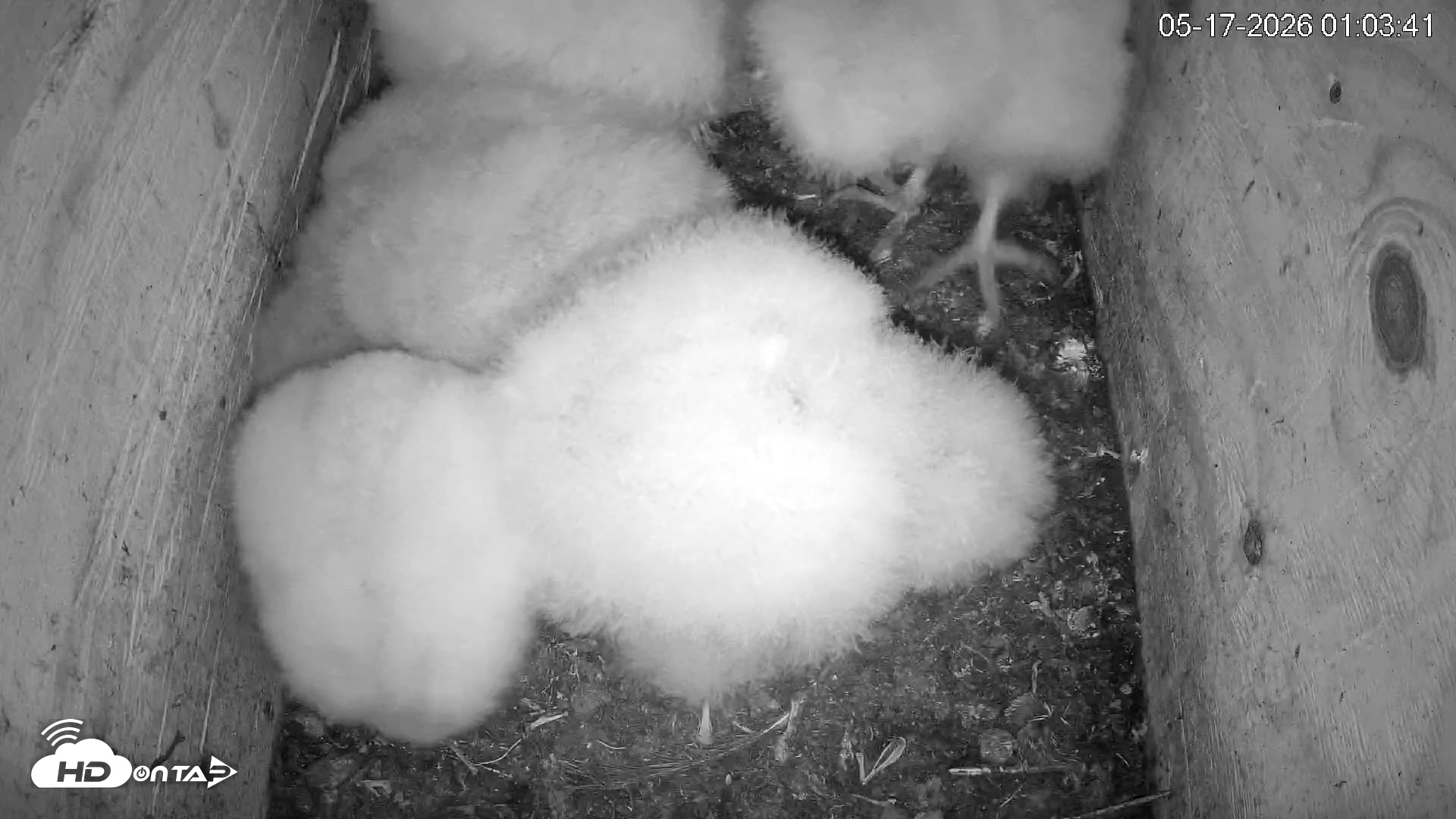 Snapshot of North Carolina Barn Owls Live Cam taken May 17, 2026, 1:04am EDT