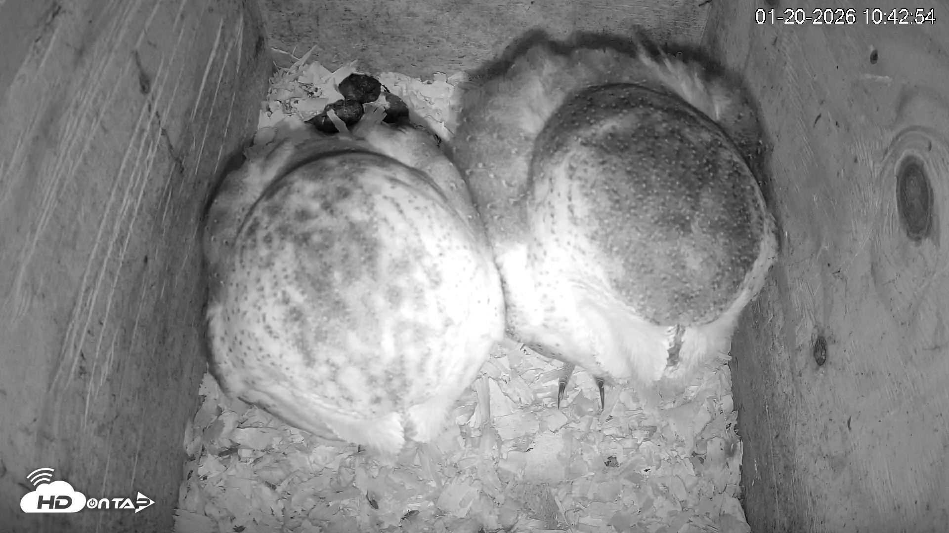 Snapshot of North Carolina Barn Owls Live Cam taken Jan 20, 2026, 10:43am EST