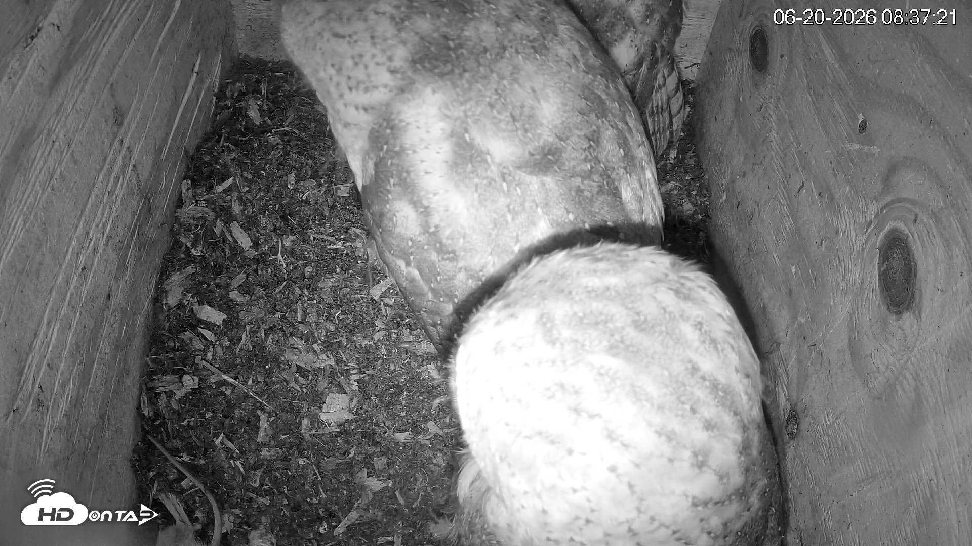 Snapshot of North Carolina Barn Owls Live Cam taken Jun 20, 2026, 8:38am EDT