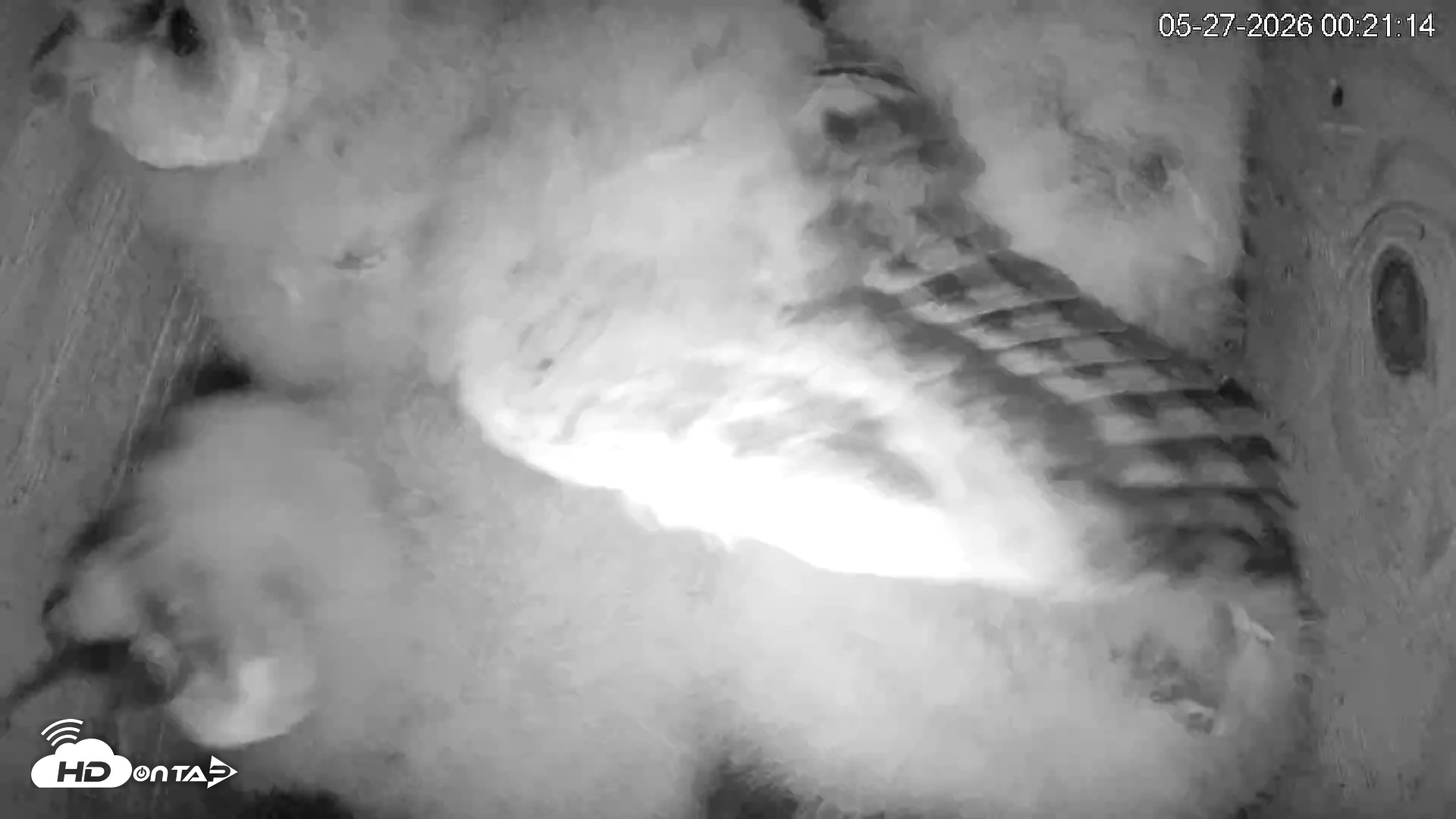 Snapshot of North Carolina Barn Owls Live Cam taken May 27, 2026, 12:22am EDT