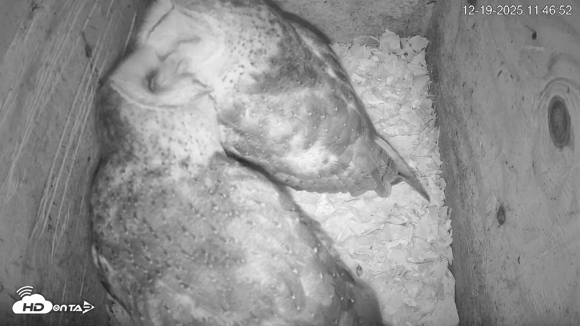 Snapshot of North Carolina Barn Owls Live Cam taken Dec 19, 2025, 11:49am EST