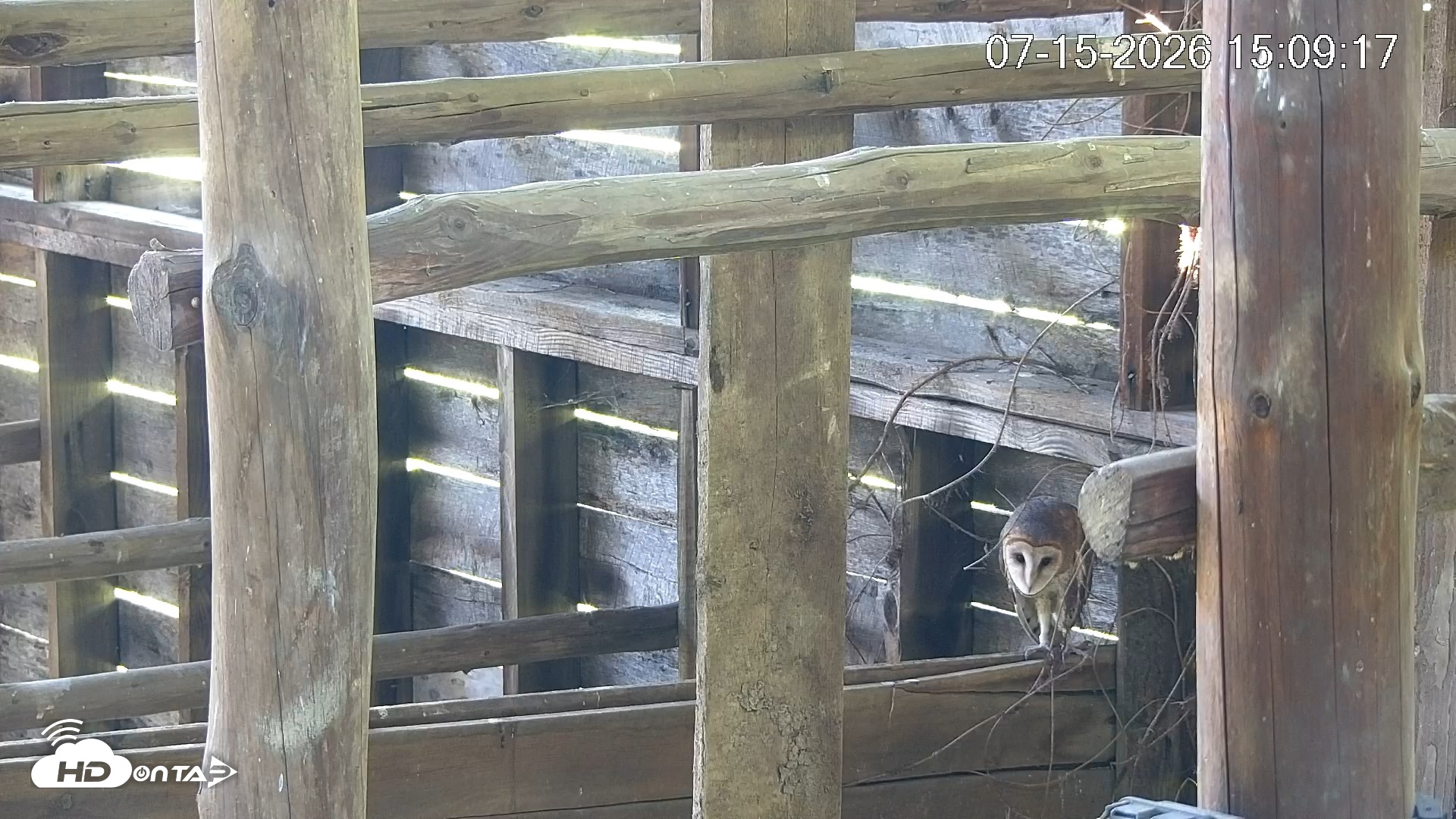 Snapshot of North Carolina Barn Owls Live Cam taken Jul 15, 2026, 3:09pm EDT