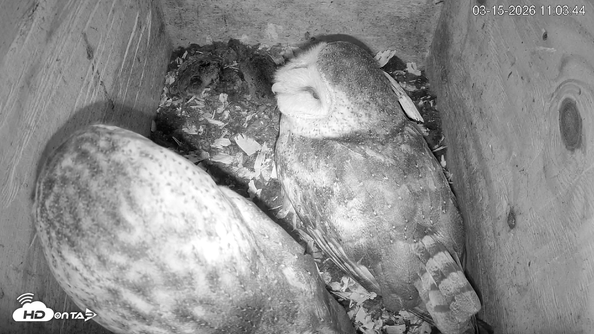 Snapshot of North Carolina Barn Owls Live Cam taken Mar 15, 2026, 11:04am EDT