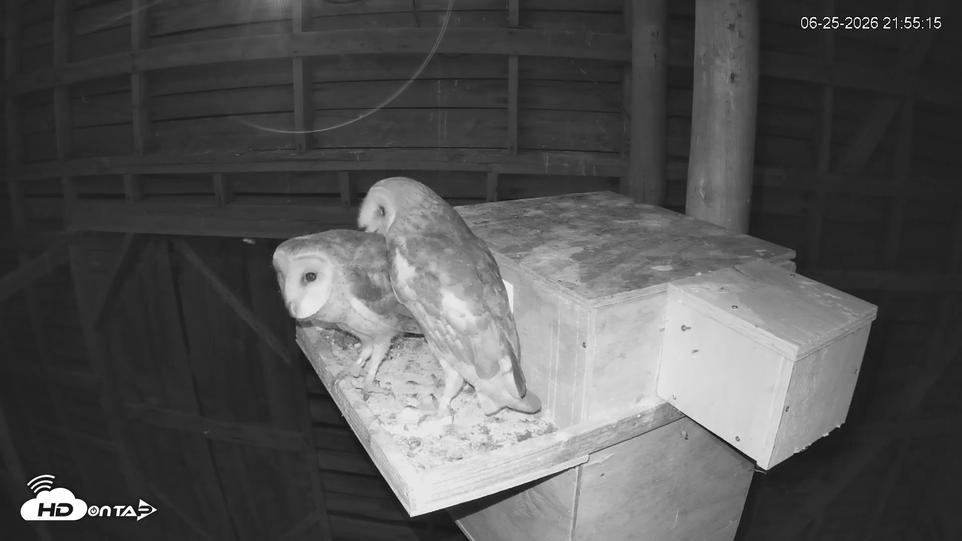 Snapshot of North Carolina Barn Owls Live Cam taken Jun 25, 2026, 9:56pm EDT