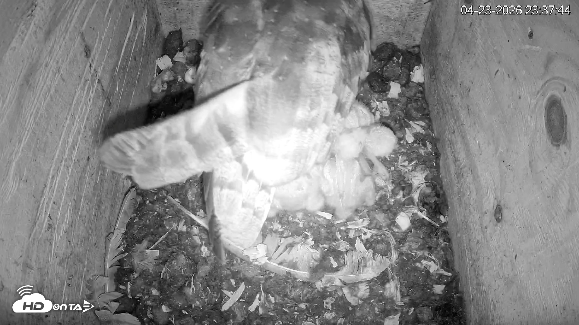 Snapshot of North Carolina Barn Owls Live Cam taken Apr 23, 2026, 11:38pm EDT