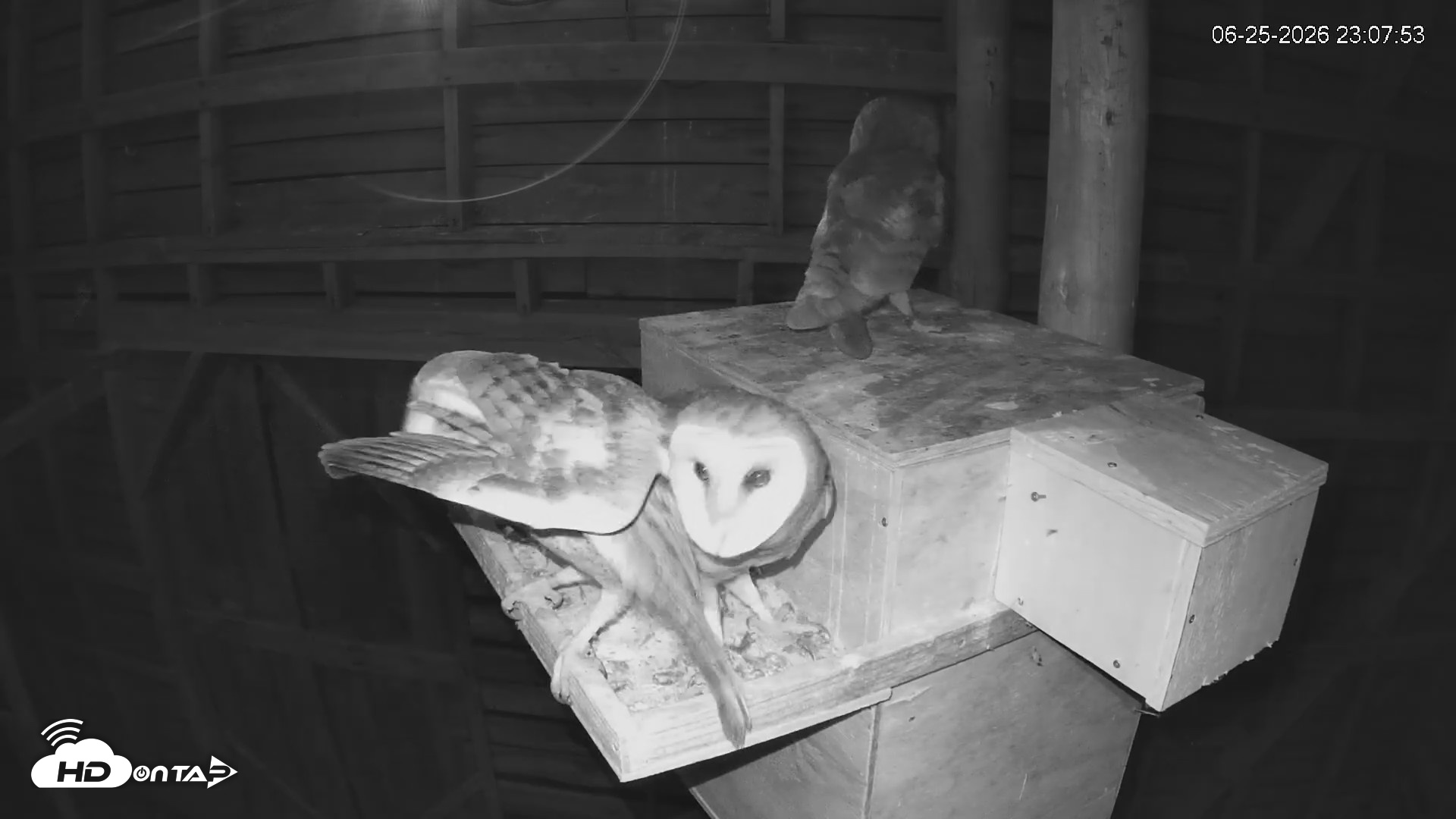 Snapshot of North Carolina Barn Owls Live Cam taken Jun 25, 2026, 11:12pm EDT
