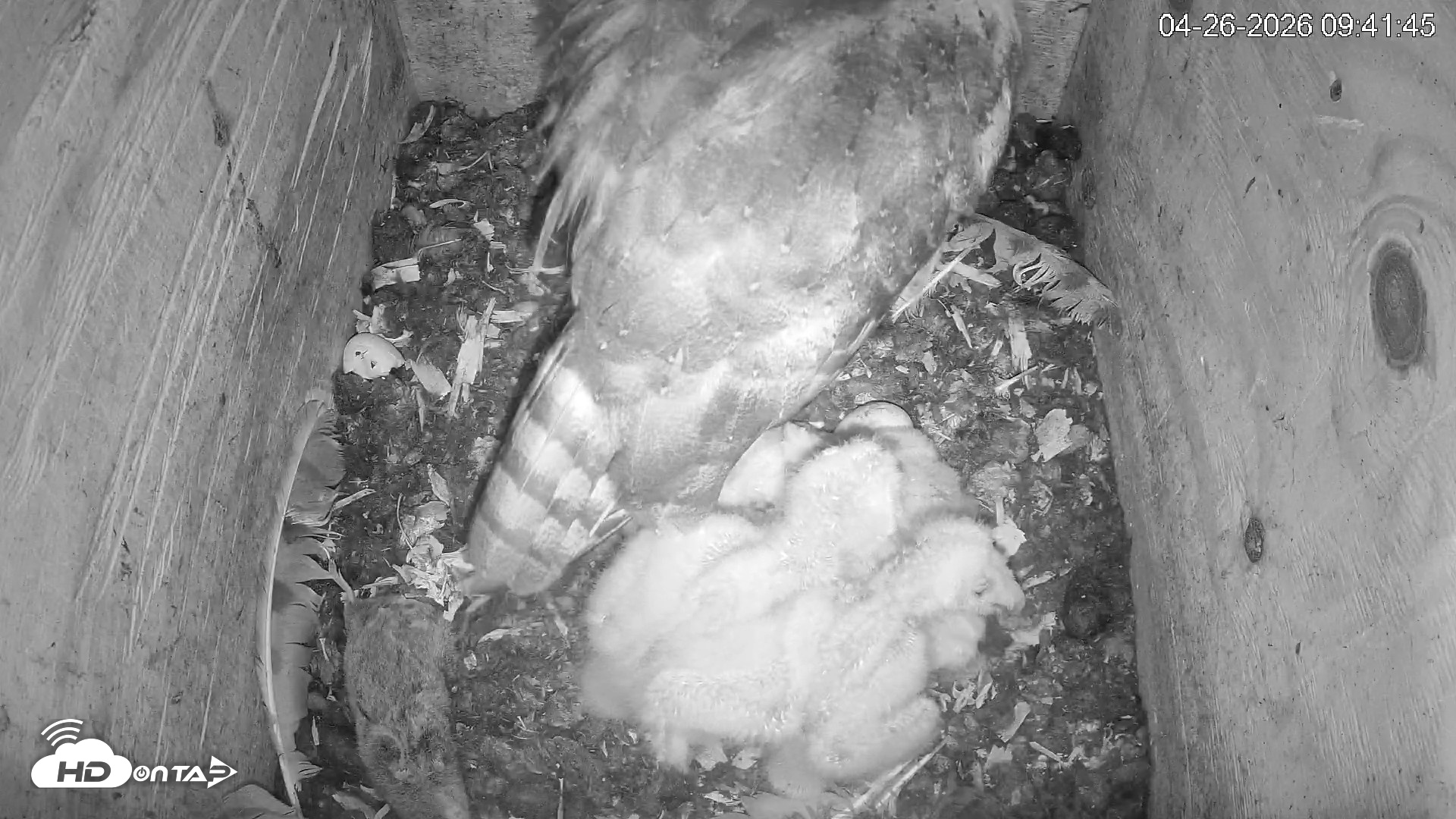 Snapshot of North Carolina Barn Owls Live Cam taken Apr 26, 2026, 9:42am EDT