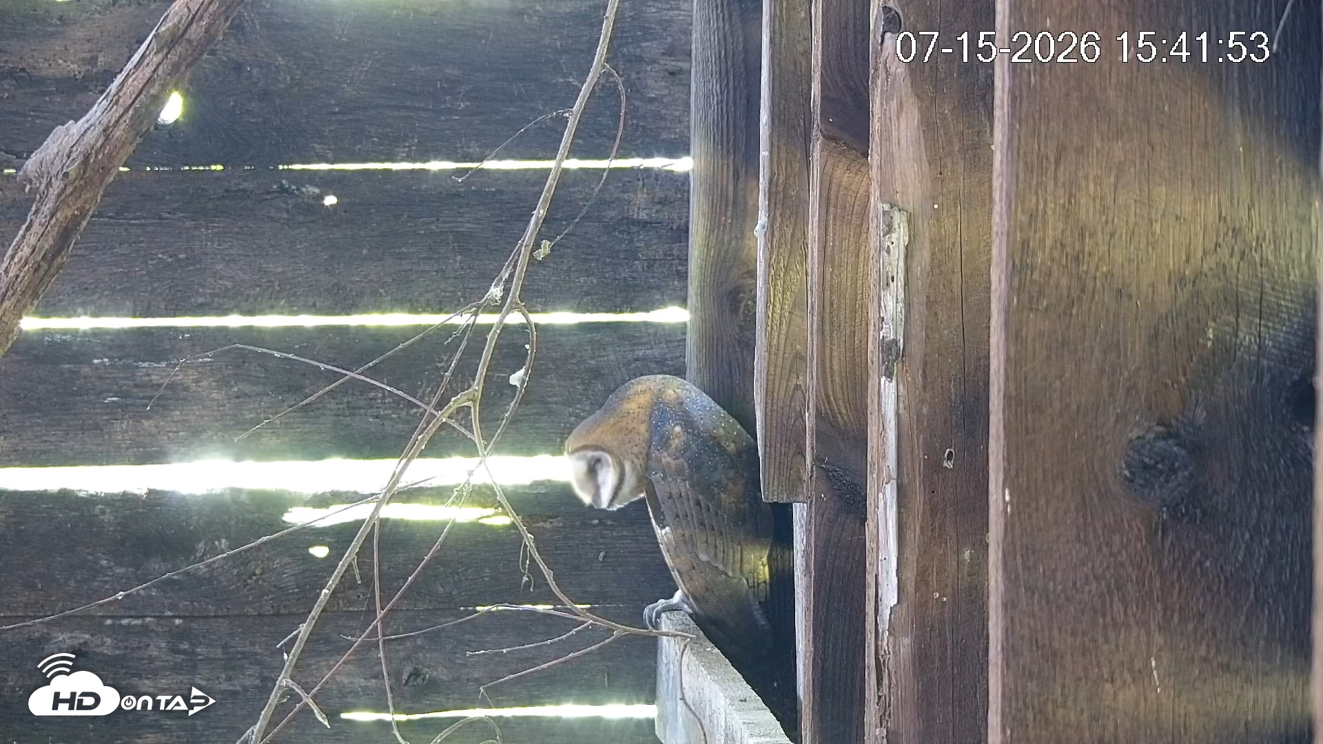 Snapshot of North Carolina Barn Owls Live Cam taken Jul 15, 2026, 3:42pm EDT