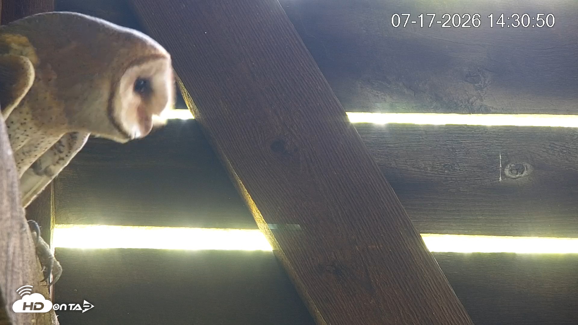 Snapshot of North Carolina Barn Owls Live Cam taken Jul 17, 2026, 2:31pm EDT
