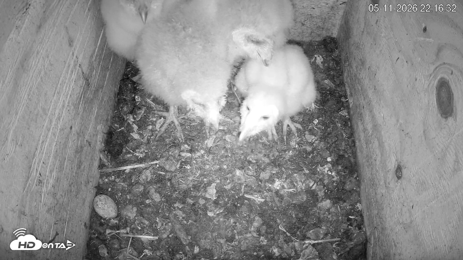 Snapshot of North Carolina Barn Owls Live Cam taken May 11, 2026, 10:17pm EDT