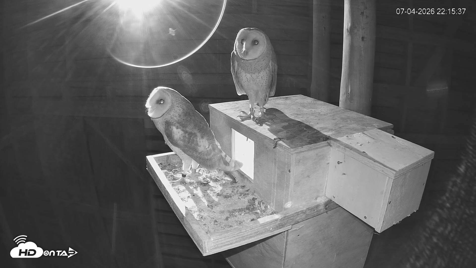 Snapshot of North Carolina Barn Owls Live Cam taken Jul 4, 2026, 10:16pm EDT