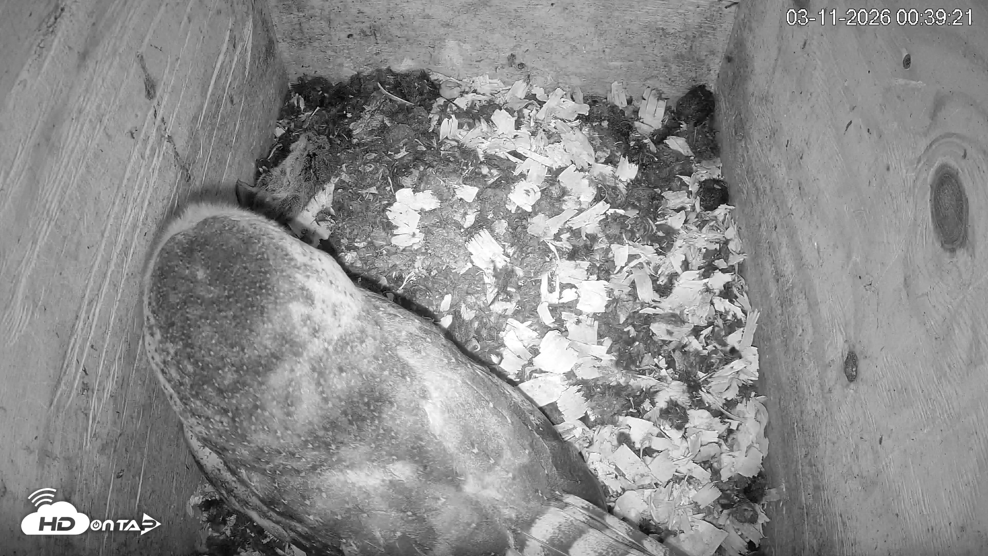 Snapshot of North Carolina Barn Owls Live Cam taken Mar 11, 2026, 12:40am EDT