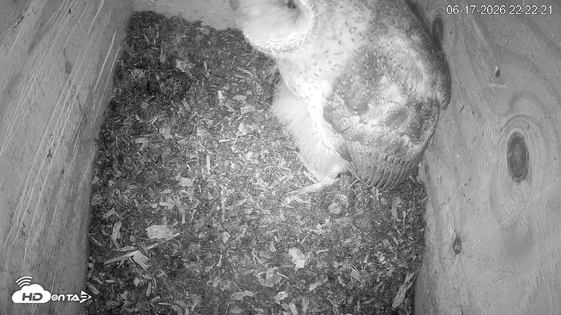 Snapshot of North Carolina Barn Owls Live Cam taken Jun 17, 2026, 10:23pm EDT