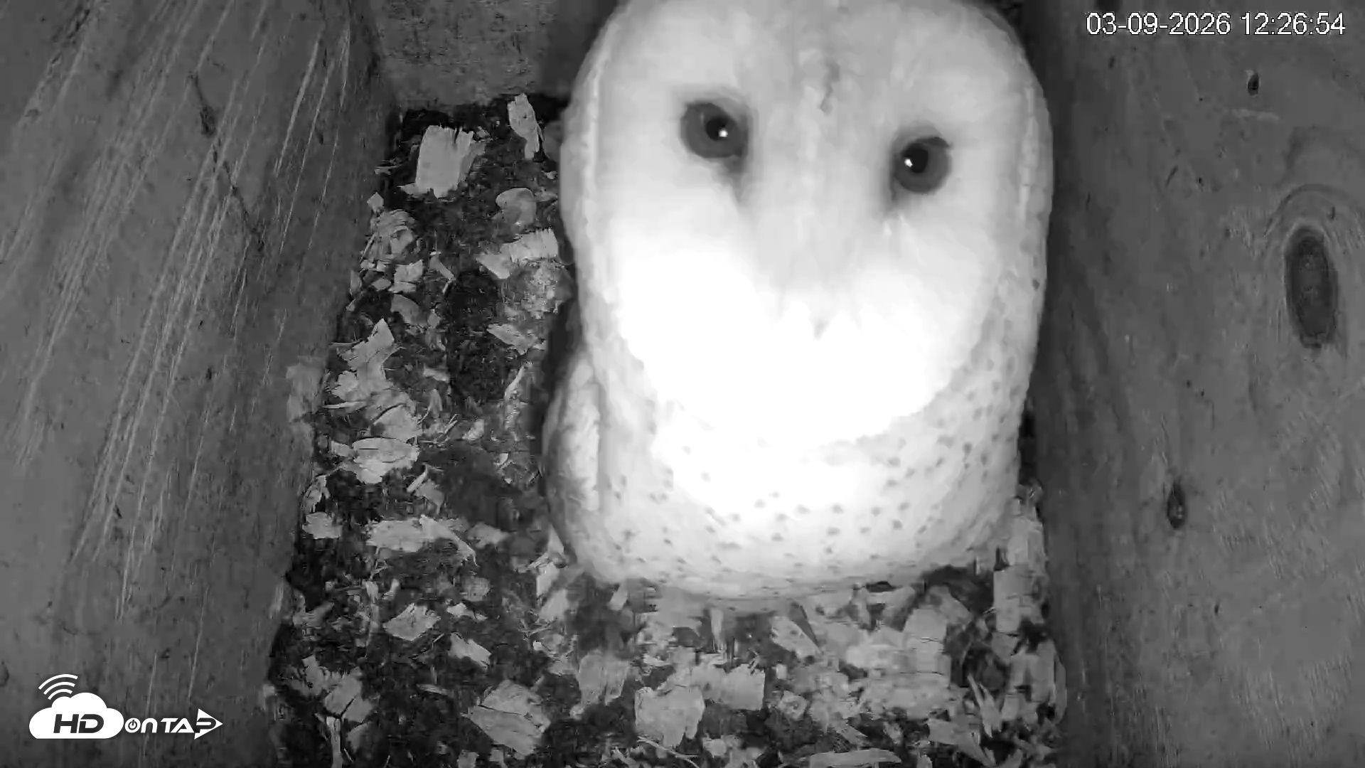 Snapshot of North Carolina Barn Owls Live Cam taken Mar 9, 2026, 12:27pm EDT