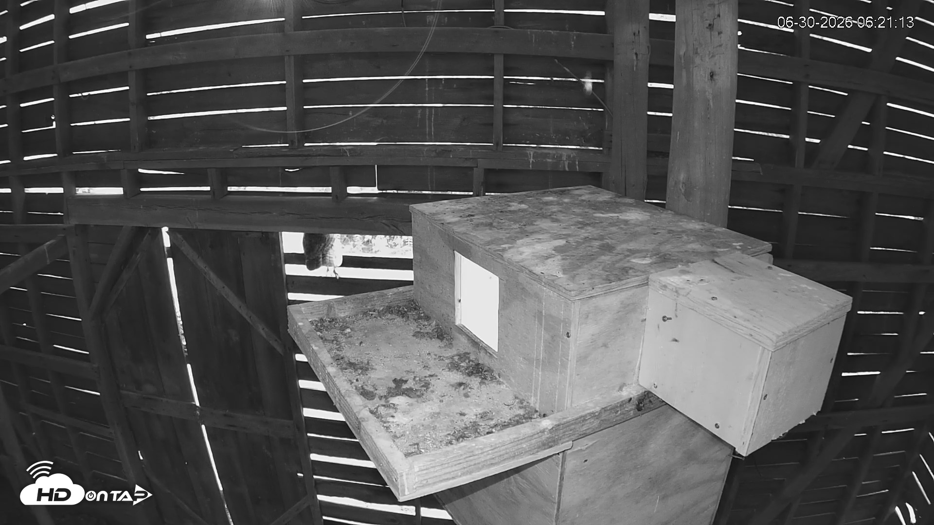 Snapshot of North Carolina Barn Owls Live Cam taken Jun 30, 2026, 6:22am EDT