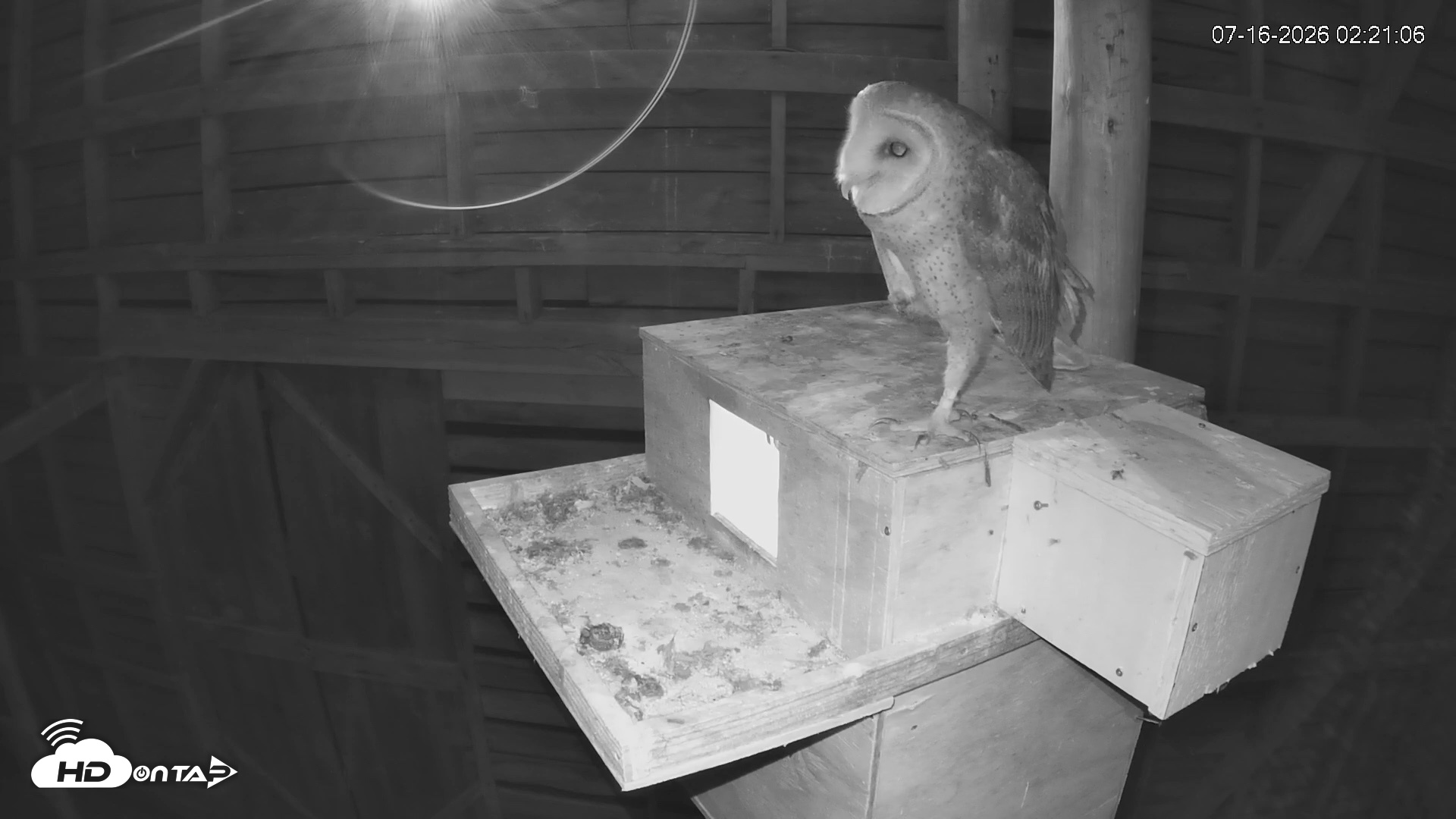 Snapshot of North Carolina Barn Owls Live Cam taken Jul 16, 2026, 2:21am EDT