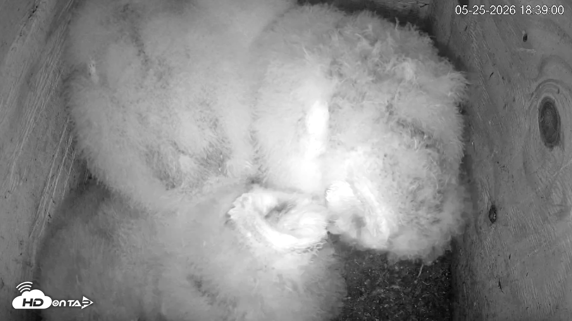 Snapshot of North Carolina Barn Owls Live Cam taken May 25, 2026, 6:39pm EDT