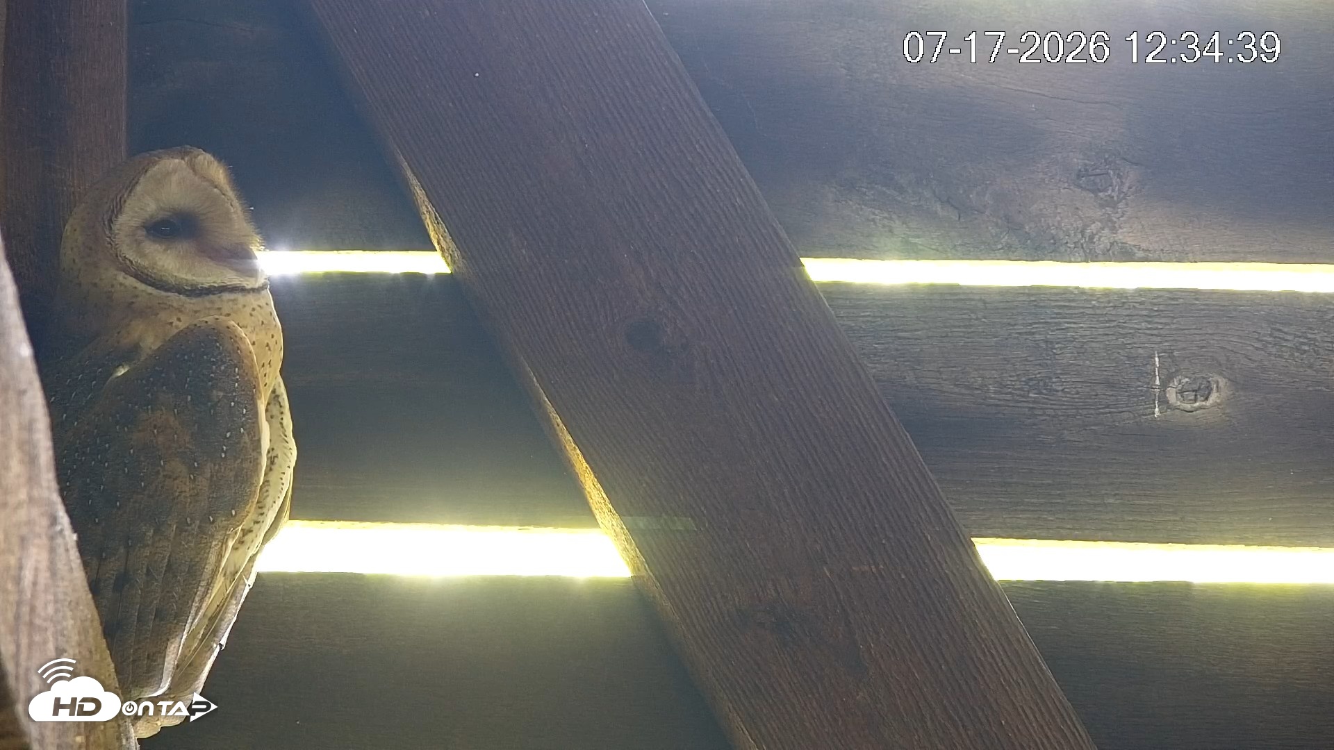 Snapshot of North Carolina Barn Owls Live Cam taken Jul 17, 2026, 12:36pm EDT