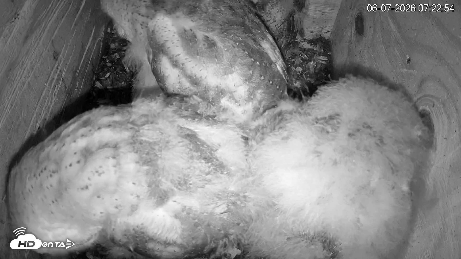 Snapshot of North Carolina Barn Owls Live Cam taken Jun 7, 2026, 7:24am EDT