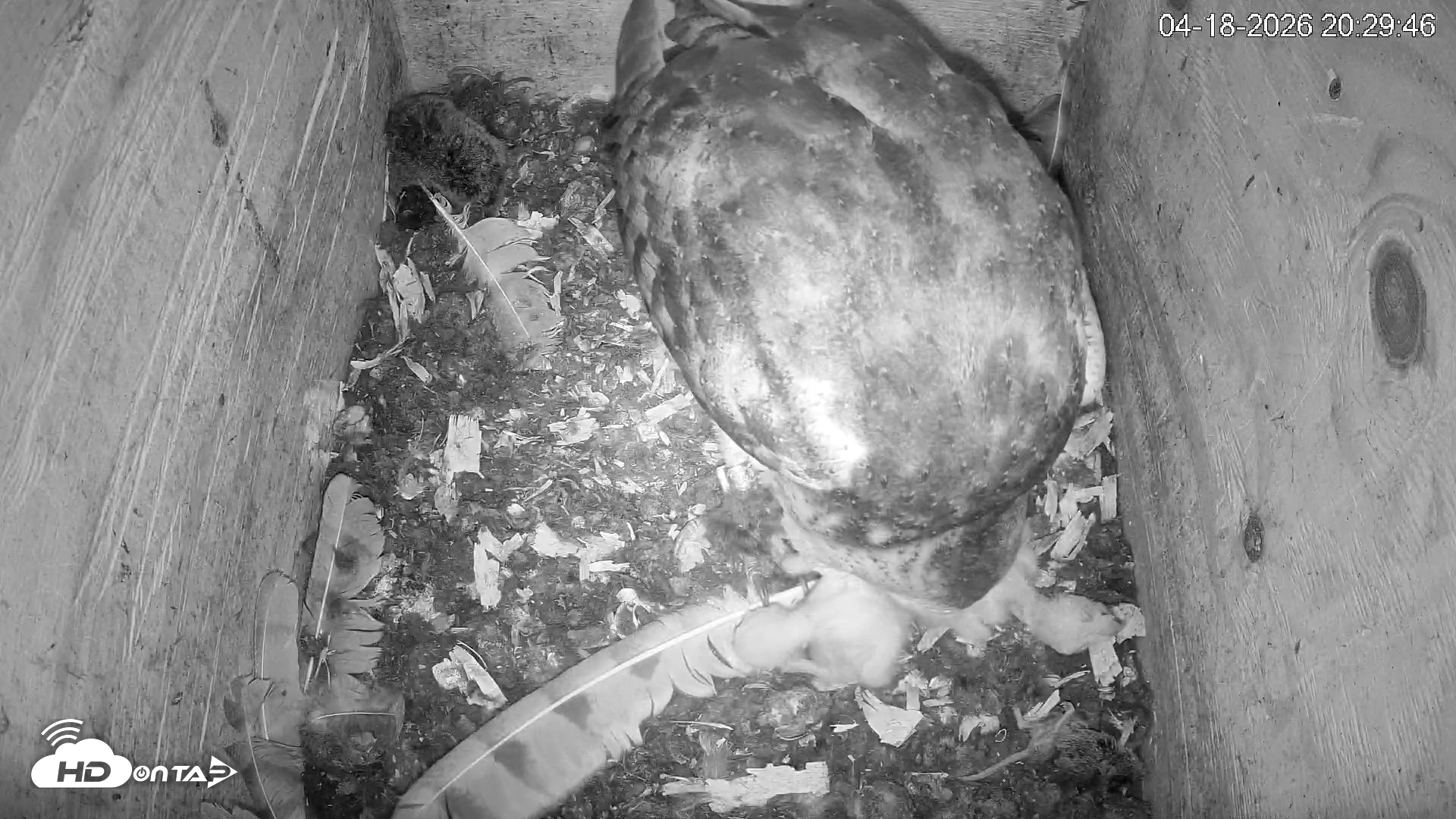 Snapshot of North Carolina Barn Owls Live Cam taken Apr 18, 2026, 8:30pm EDT