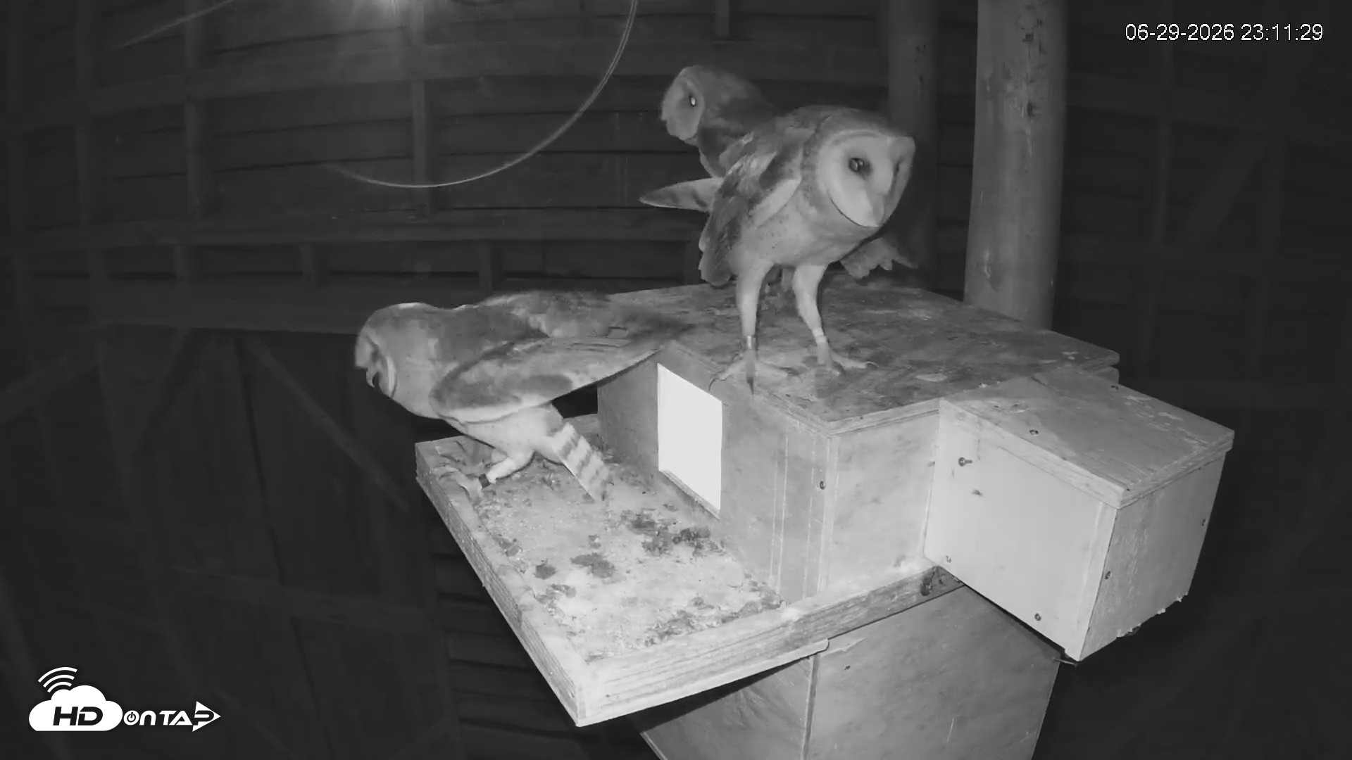 Snapshot of North Carolina Barn Owls Live Cam taken Jun 29, 2026, 11:12pm EDT