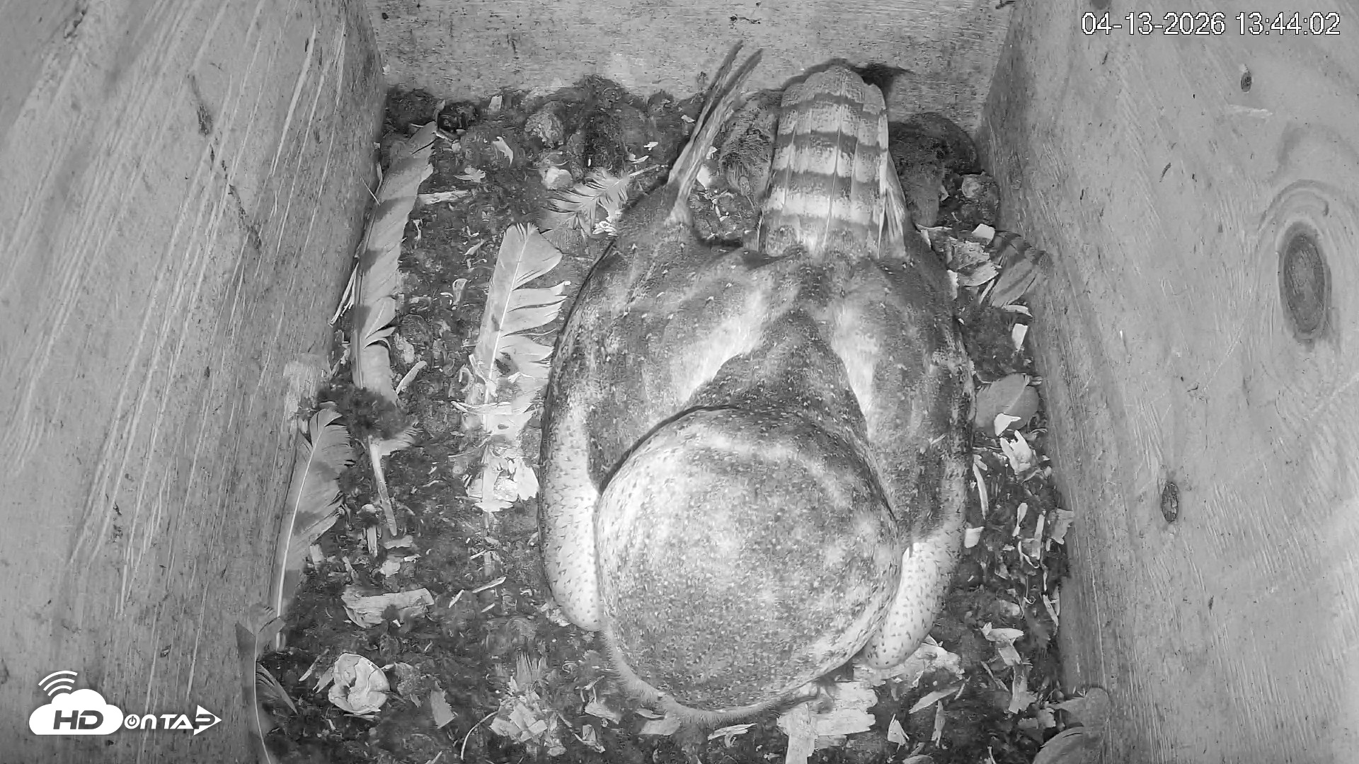 Snapshot of North Carolina Barn Owls Live Cam taken Apr 13, 2026, 1:44pm EDT