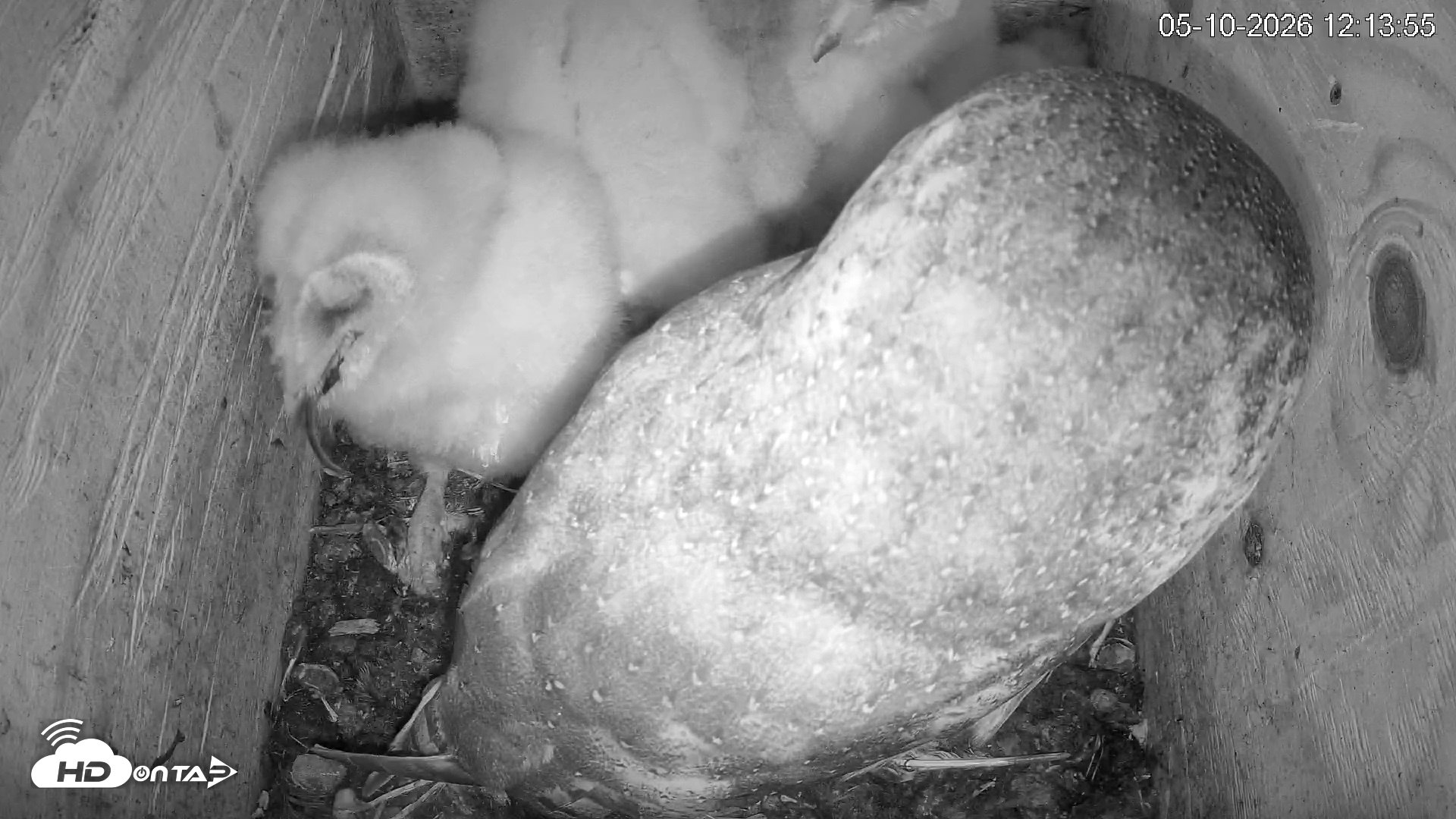 Snapshot of North Carolina Barn Owls Live Cam taken May 10, 2026, 12:15pm EDT