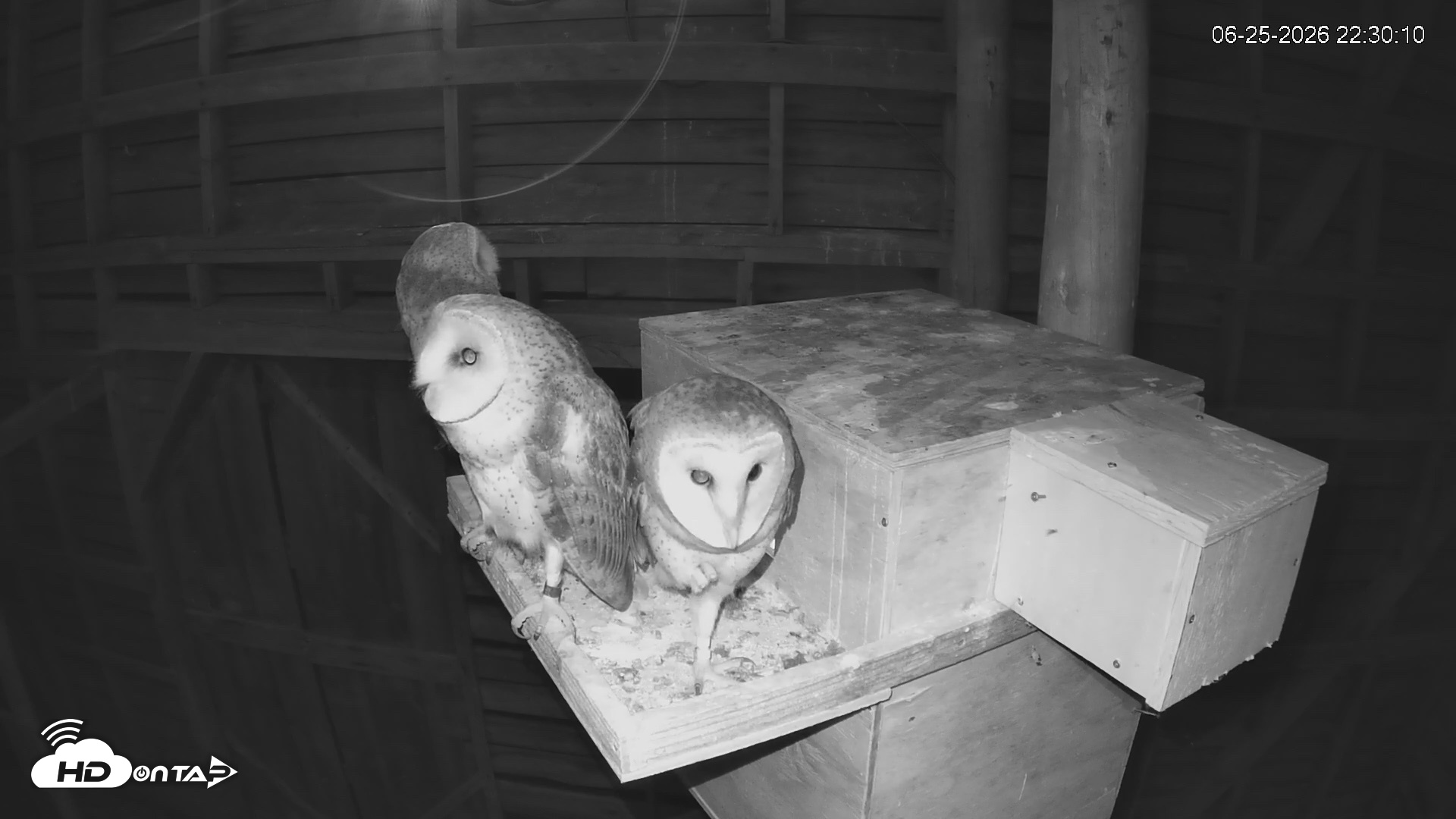 Snapshot of North Carolina Barn Owls Live Cam taken Jun 25, 2026, 10:31pm EDT