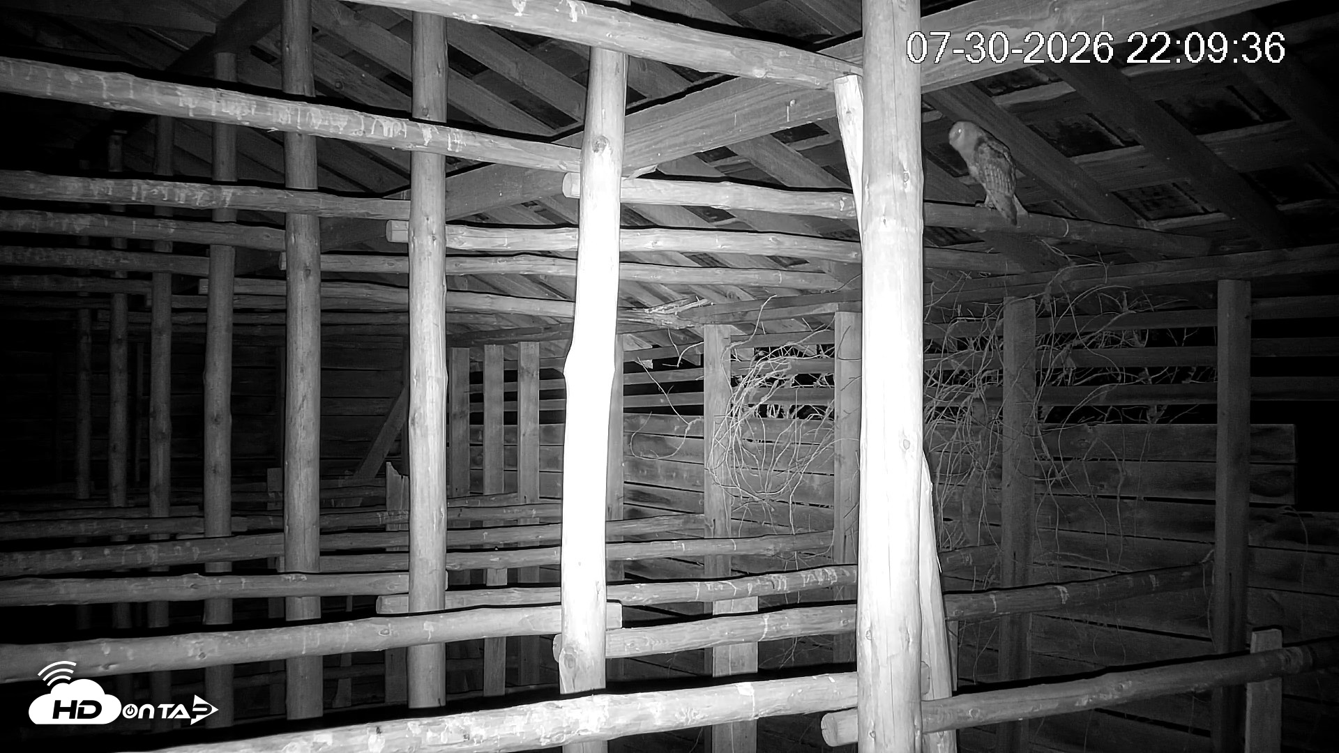 Snapshot of North Carolina Barn Owls Live Cam taken Jul 30, 2026, 10:10pm EDT